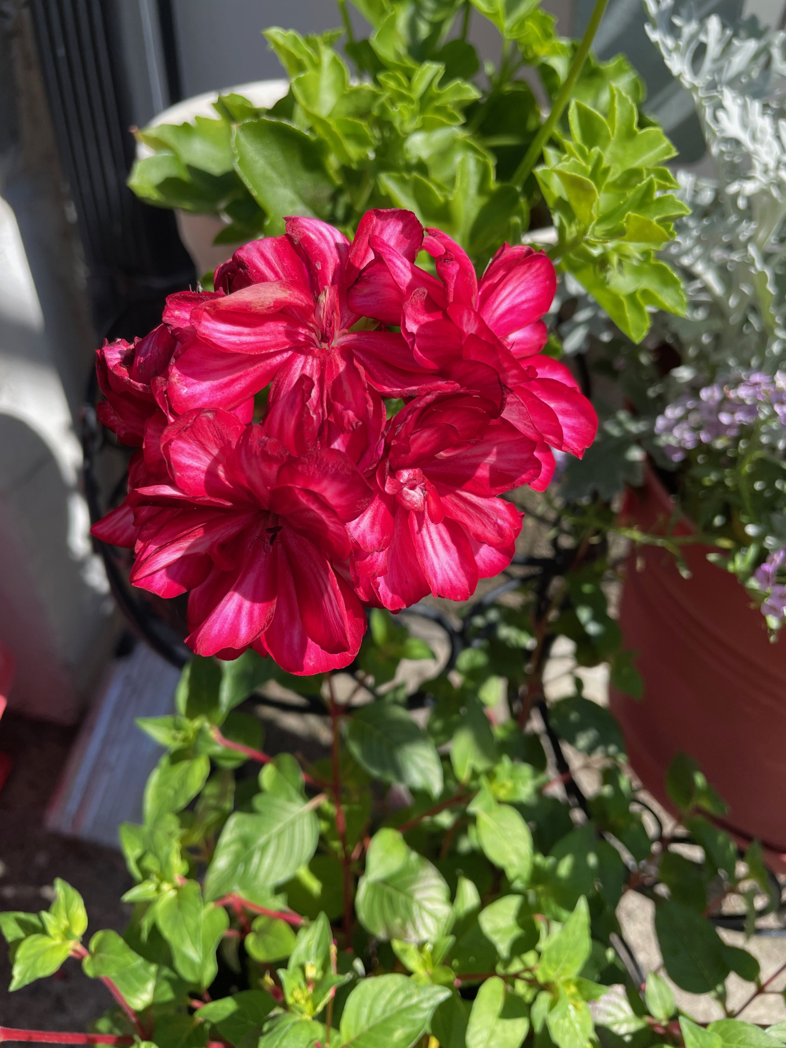 A vibrant red double blossom flower with ruffled petals, surrounded by green leafy foliage, on a sunny day.