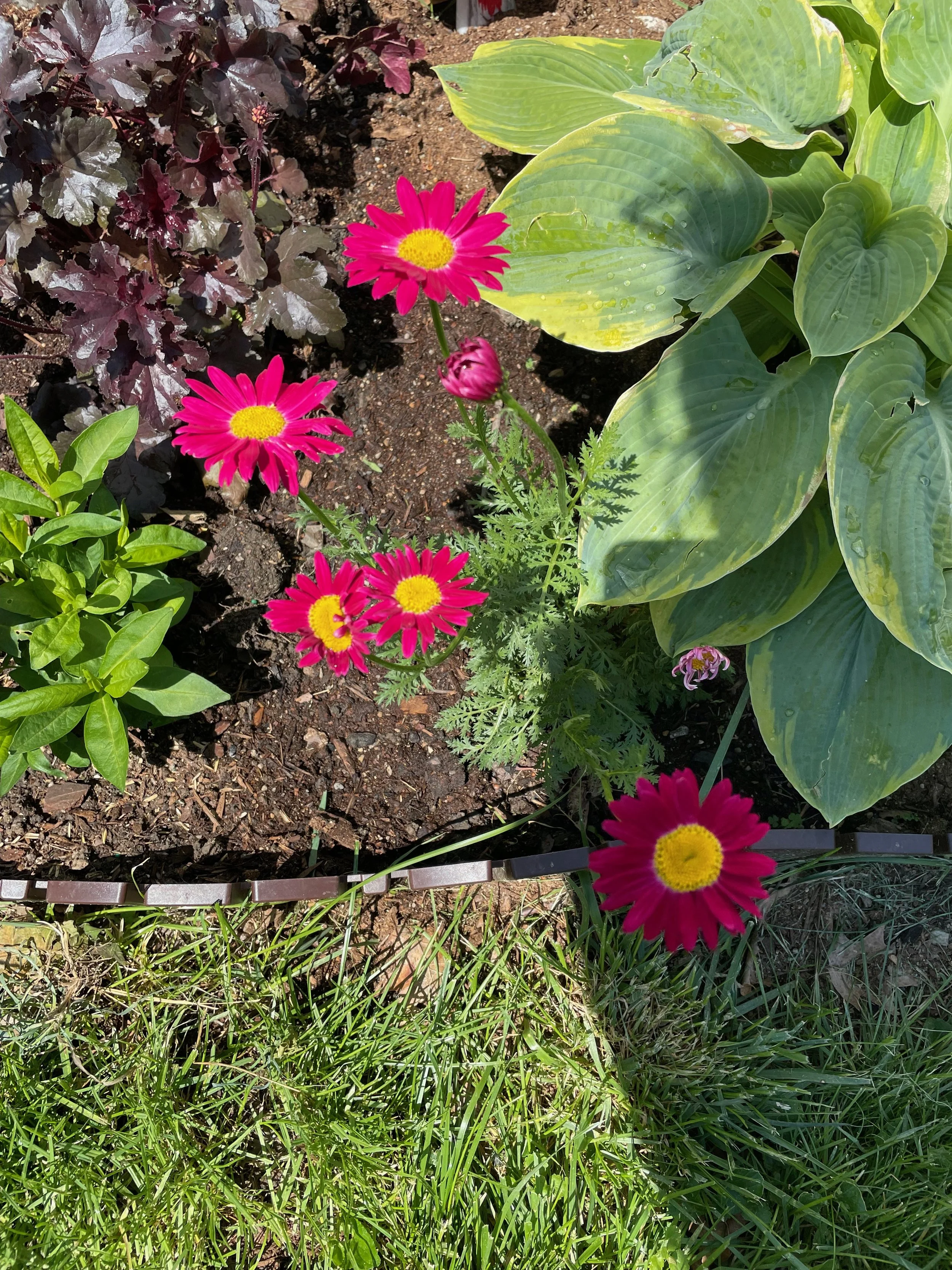 Bright pink daisies with yellow centers among green leafy plants and dark purple foliage in a garden bed with soil and grass.