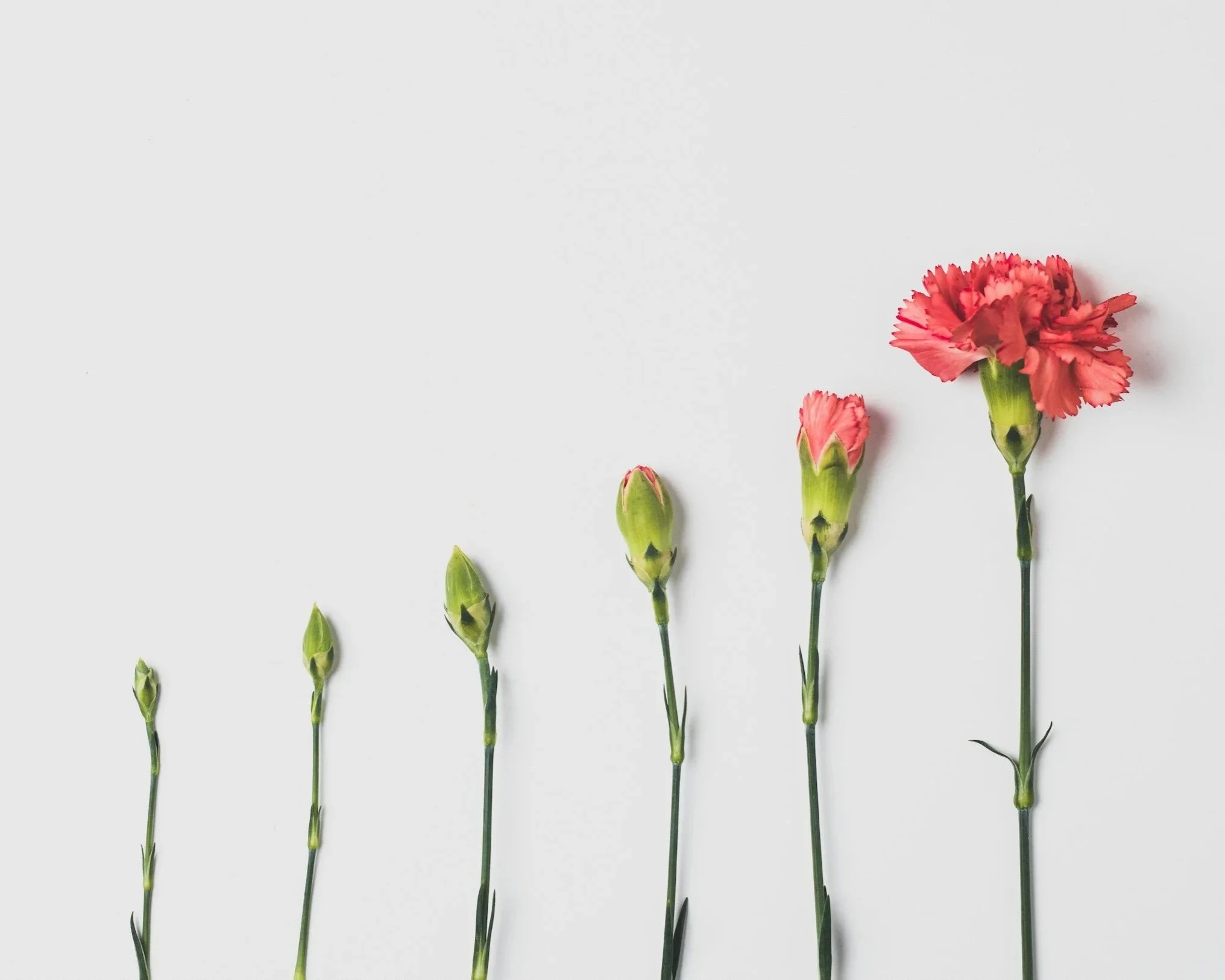 A progression of pink carnations from buds to full bloom arranged in increasing height against a white background.
