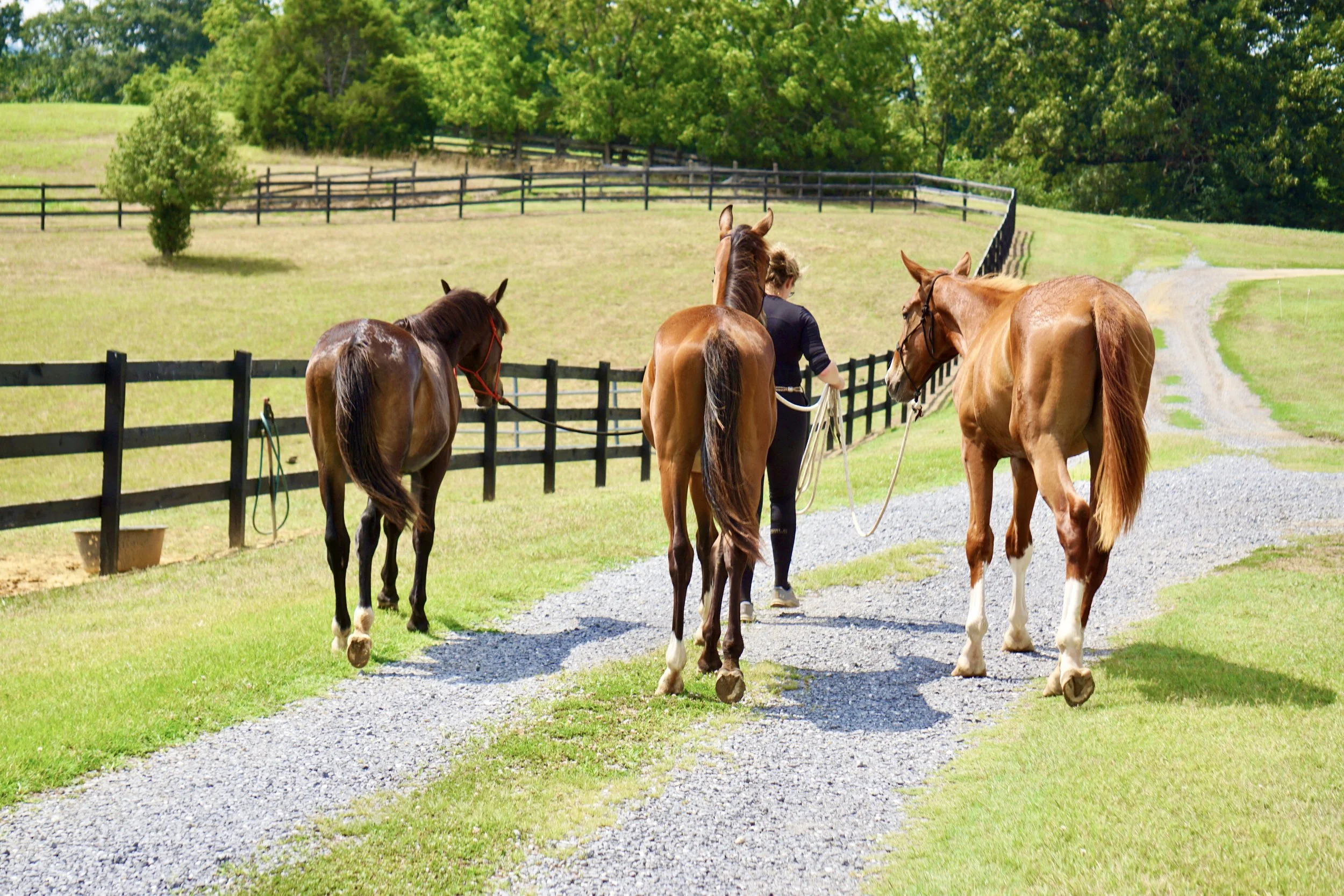 A woman walking with three horses along a gravel path in a green pasture.