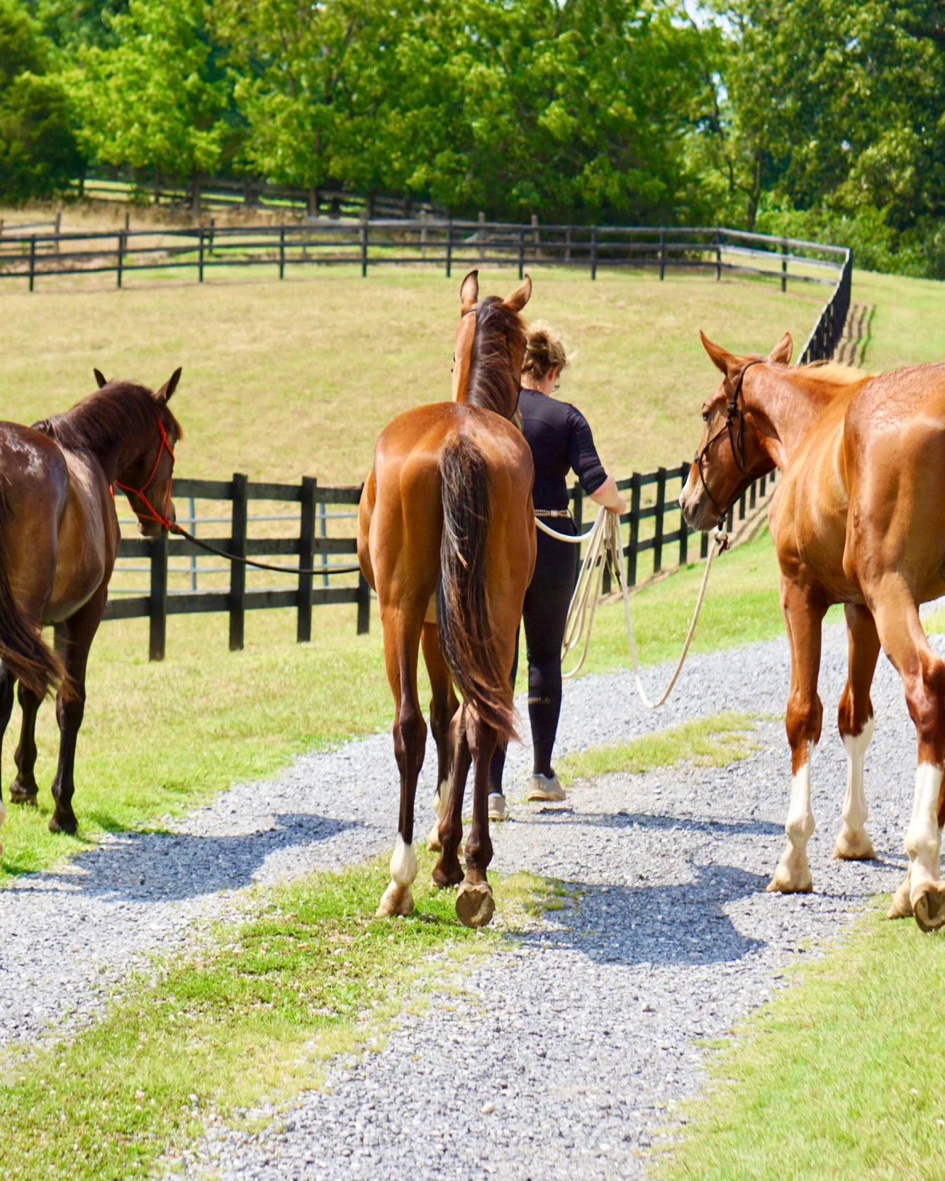 A person leading three horses along a gravel path in a lush green field with trees and fencing in the background.