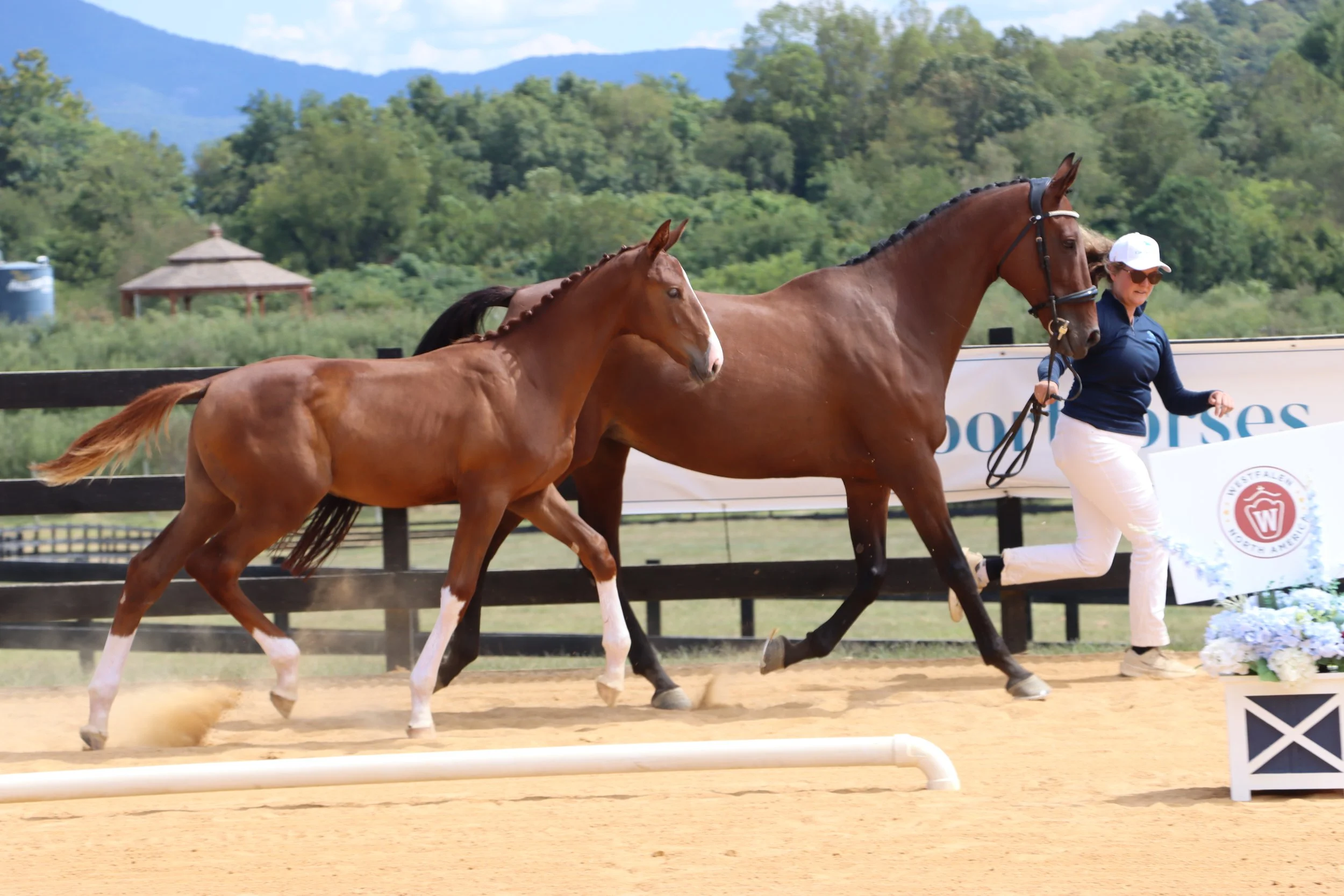 A woman in a navy jacket and white pants leading a brown horse and a foal during a trot at an equestrian event on a sandy outdoor arena.