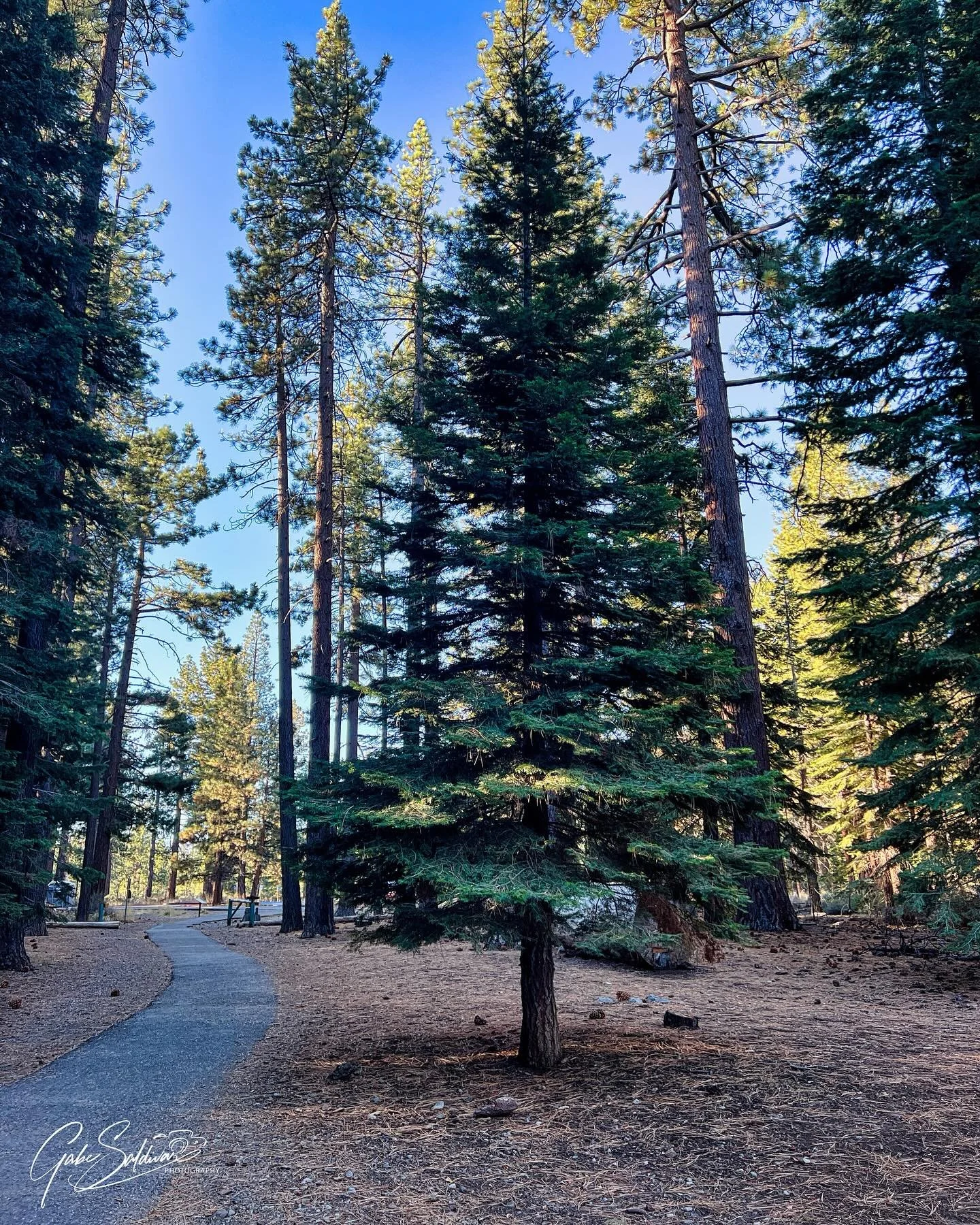 Tallac Historic site early this morning in South Lake Tahoe #gabesaldivarphotography 
#gabesaldivar 
#canon 
#canonphotography #canonphotographers #iphonephotography #saintaugustinephotography 
#saintaugustinephotographer
#stjohnscountyphotographer 
