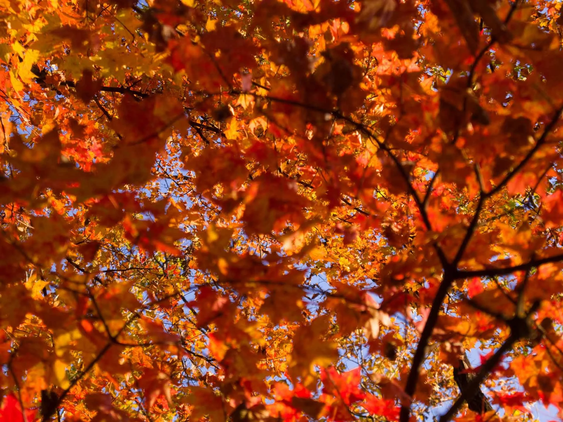 Cremona in autunno: quando gli alberi si tingono d’oro e di rosso