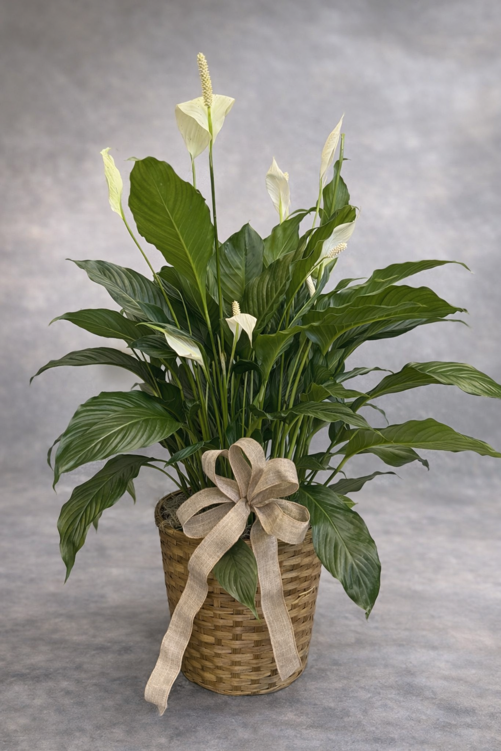 Peace Lily