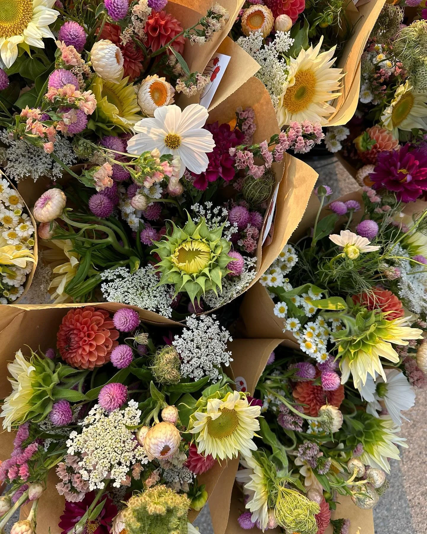 Poppies + Peas Premium Bouquet Subscriptions are back!

The autumn series of 4 begins today with a softer palette featuring pollenless White Nite sunflowers, Lavender Lady gomphrena, Apricot statice, Silvery Rose strawflower, Feverfew, a bit of Queen
