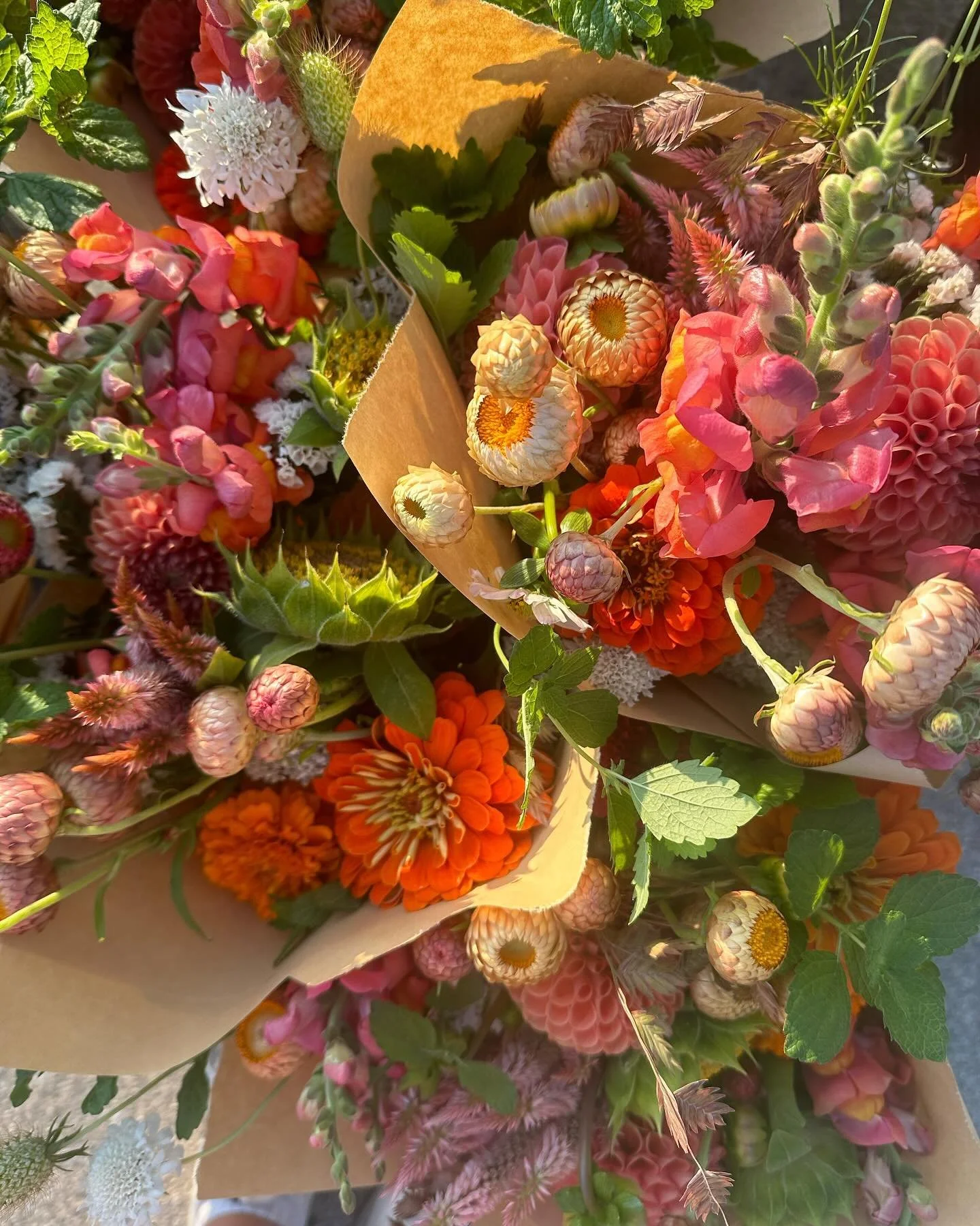 Morning light + Week 2 Autumn Premium Bouquet Subscriptions

Celebrating the heat and Autumn Equinox with a warm and colorful palette.

Subscriber - &ldquo;I wanted you to know that today&rsquo;s bouquet was my most favorite yet. And I don&rsquo;t ev