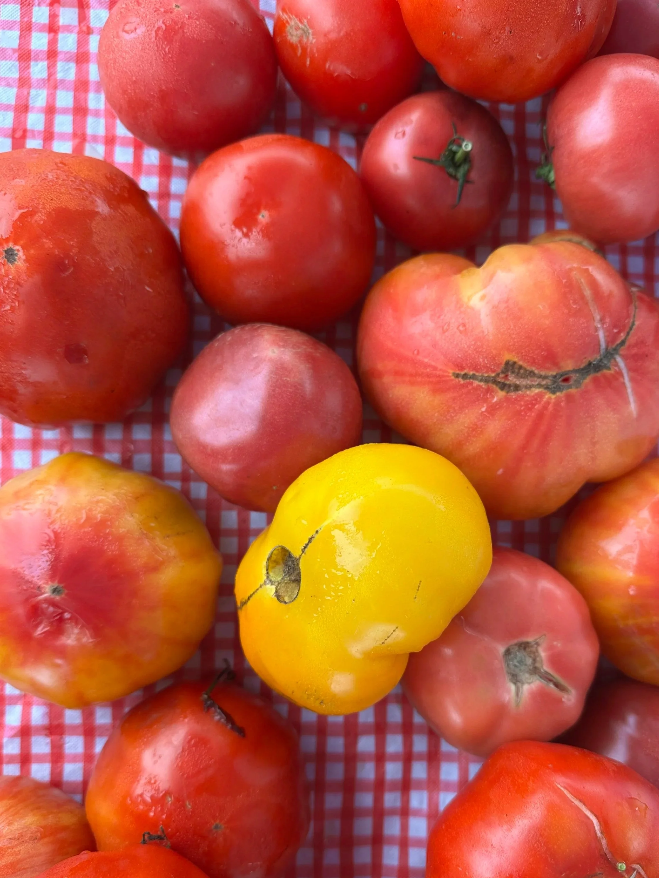 Tomatoes.jpg
