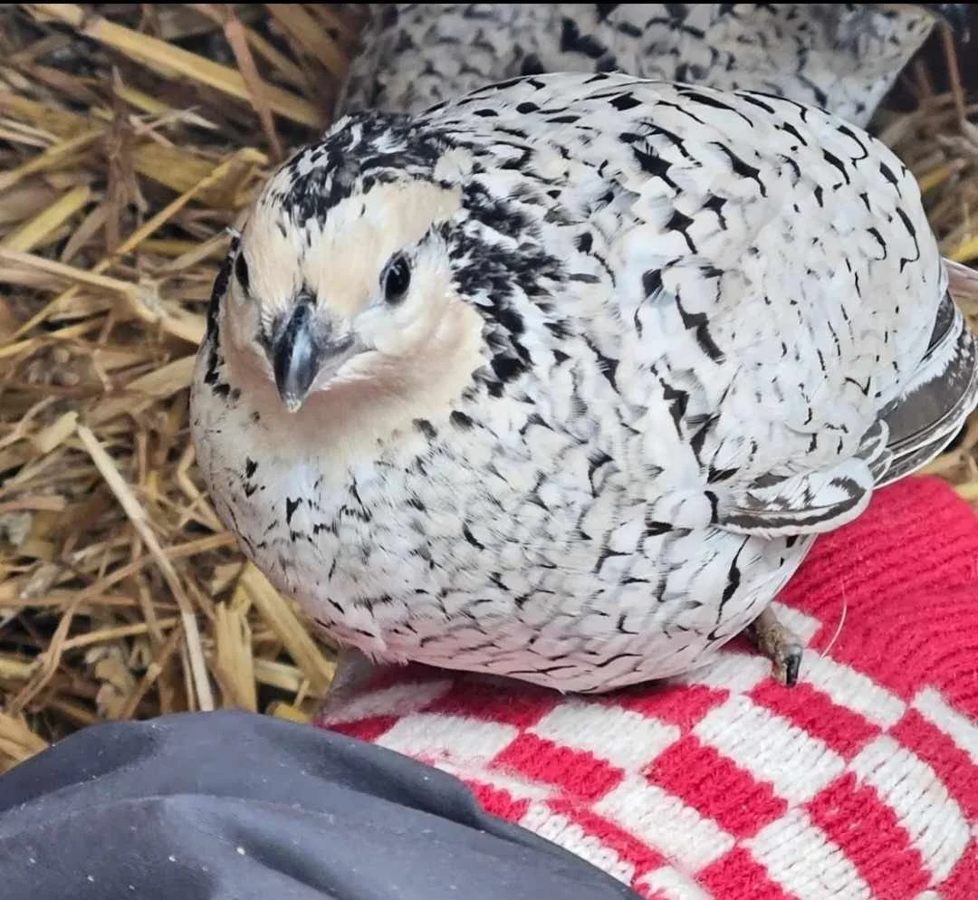 Shop West Yorkshire Quails Shop west yorkshire quails