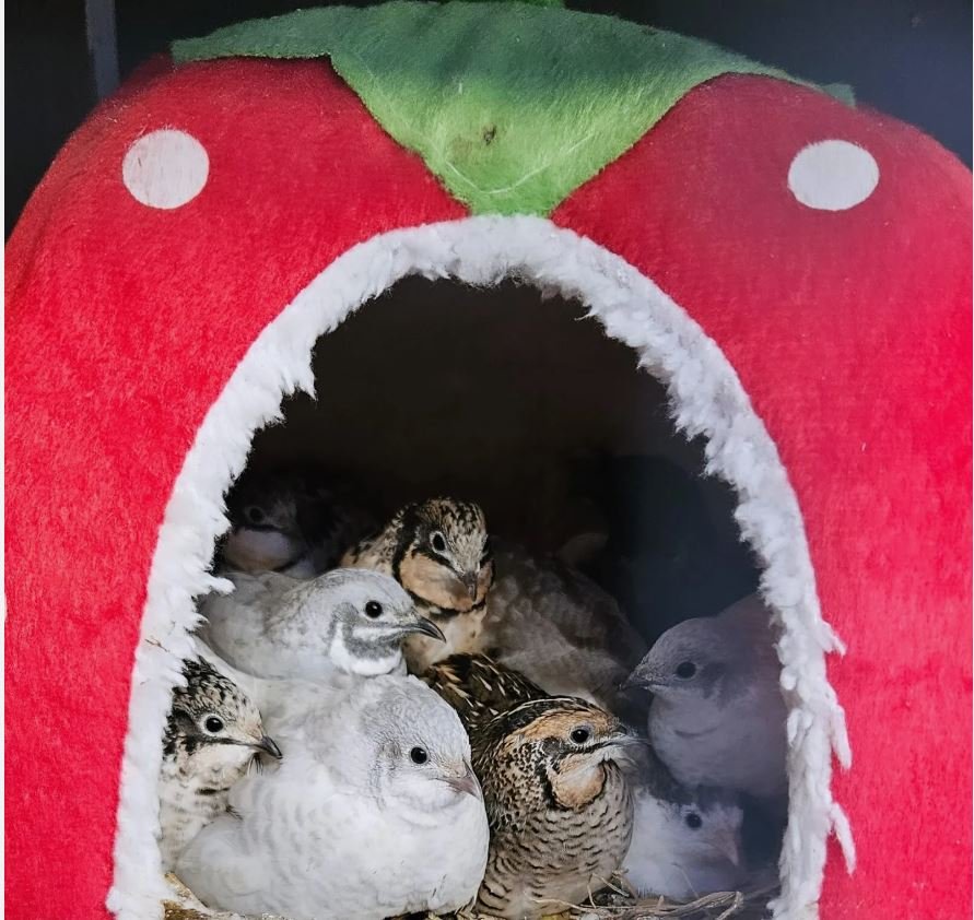 Shop — West Yorkshire Quails