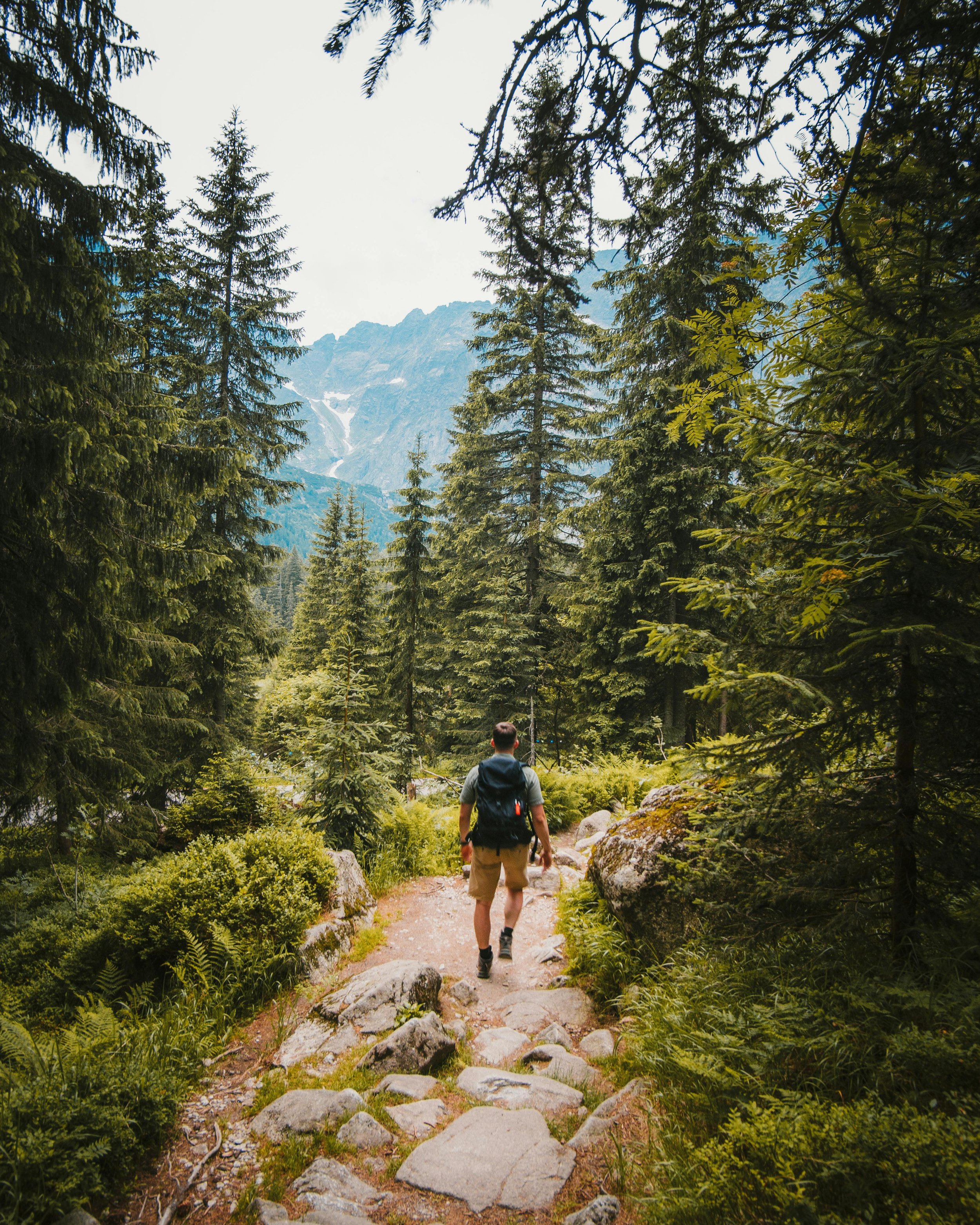 Man in blue shirt and tan shorts hikes along a rocky trail among tall evergreens. Mountains are seen in the background.