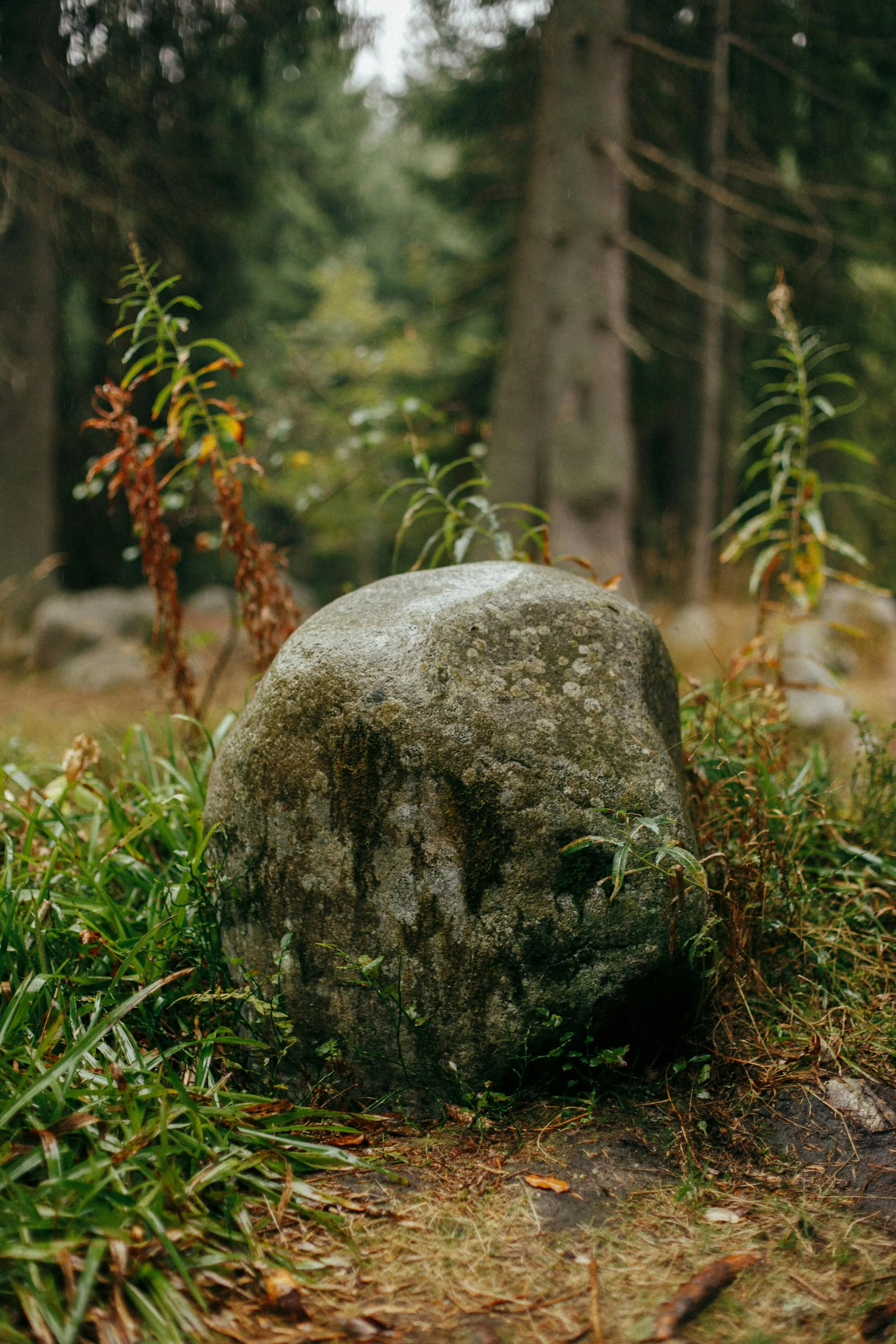 Gray stone among green plants in a forest