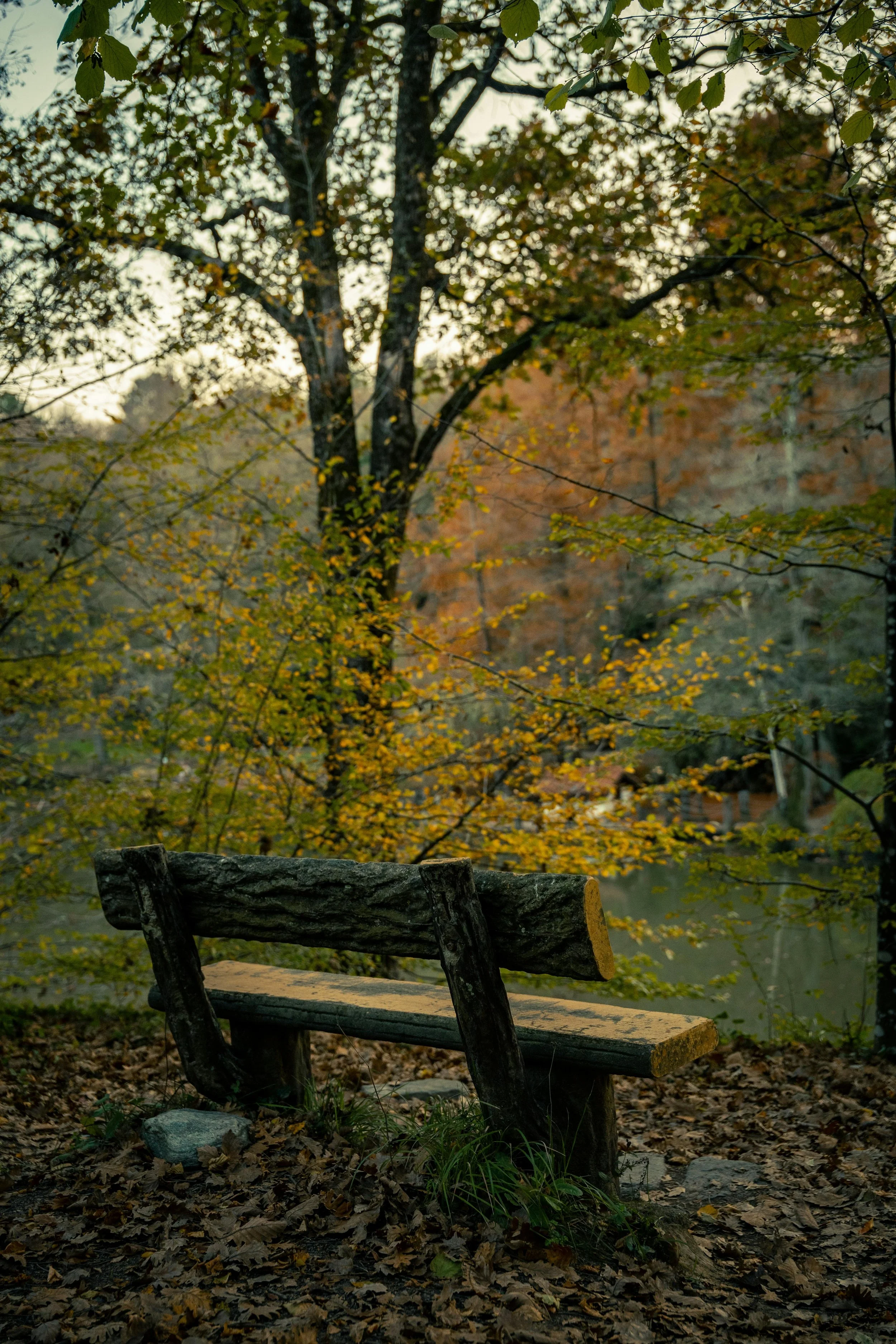 Rough wooden bench overlooking water in a leafy forest.