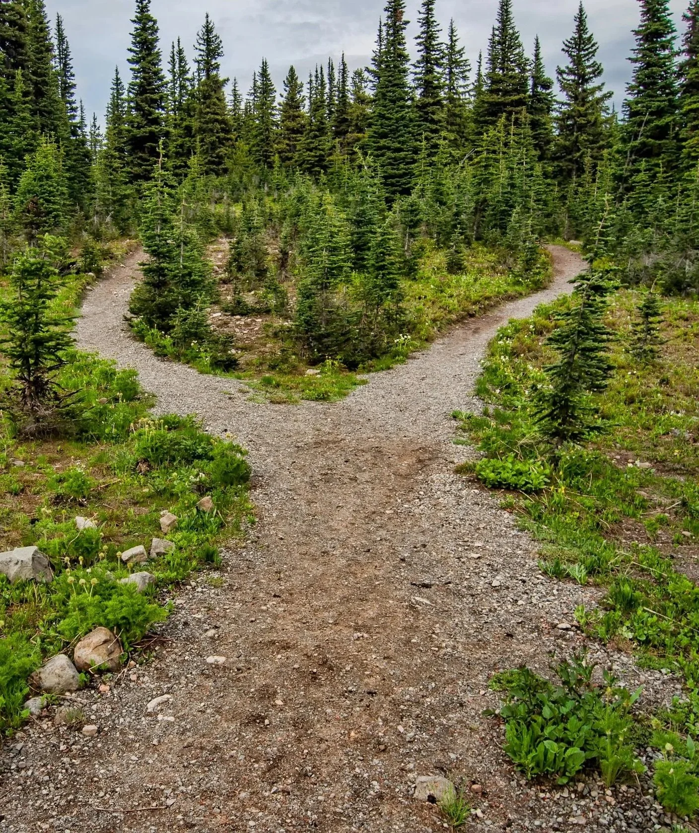 Gravel path diverges in green woods.