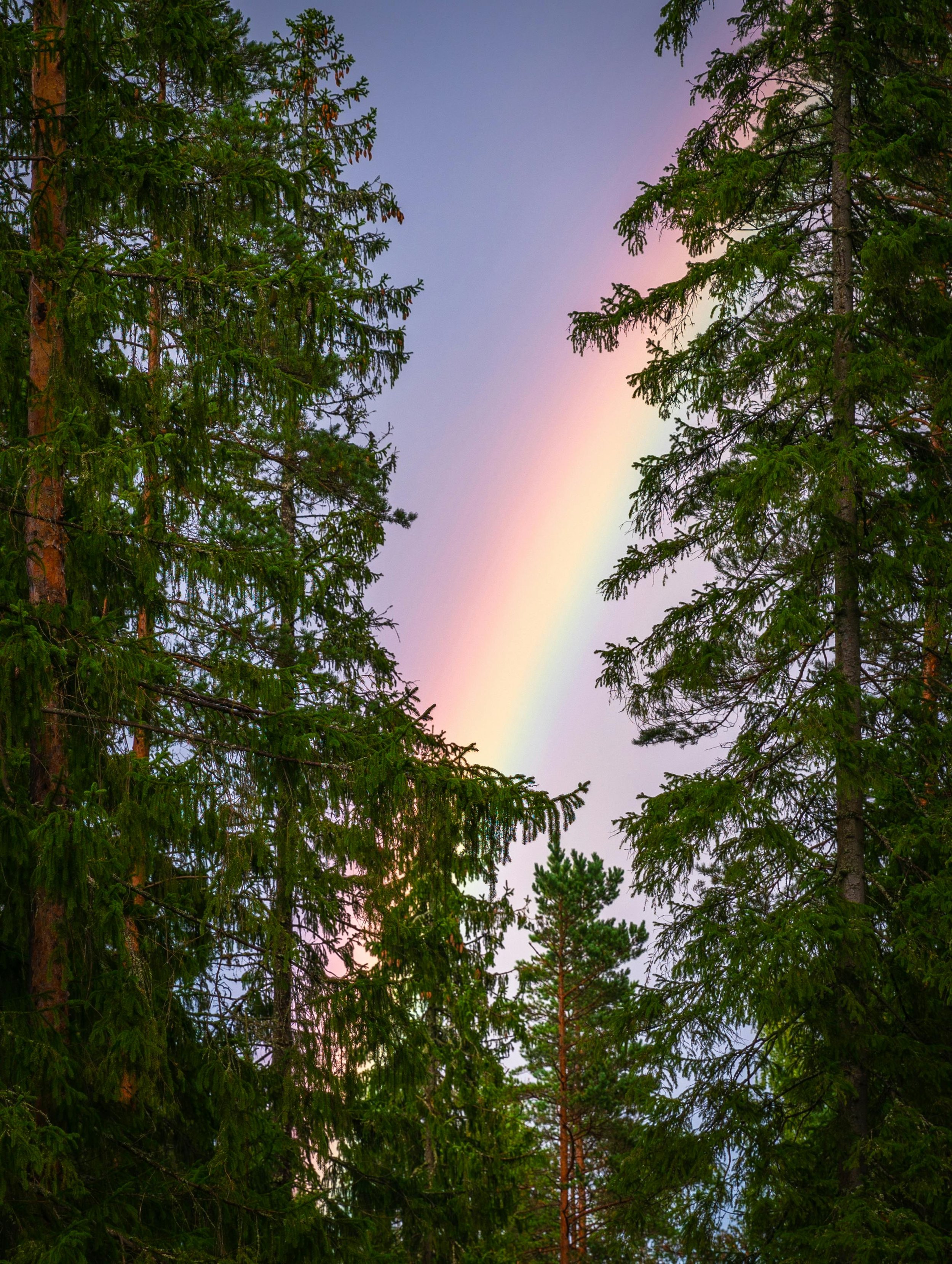 Rainbow in the sky behind tall trees