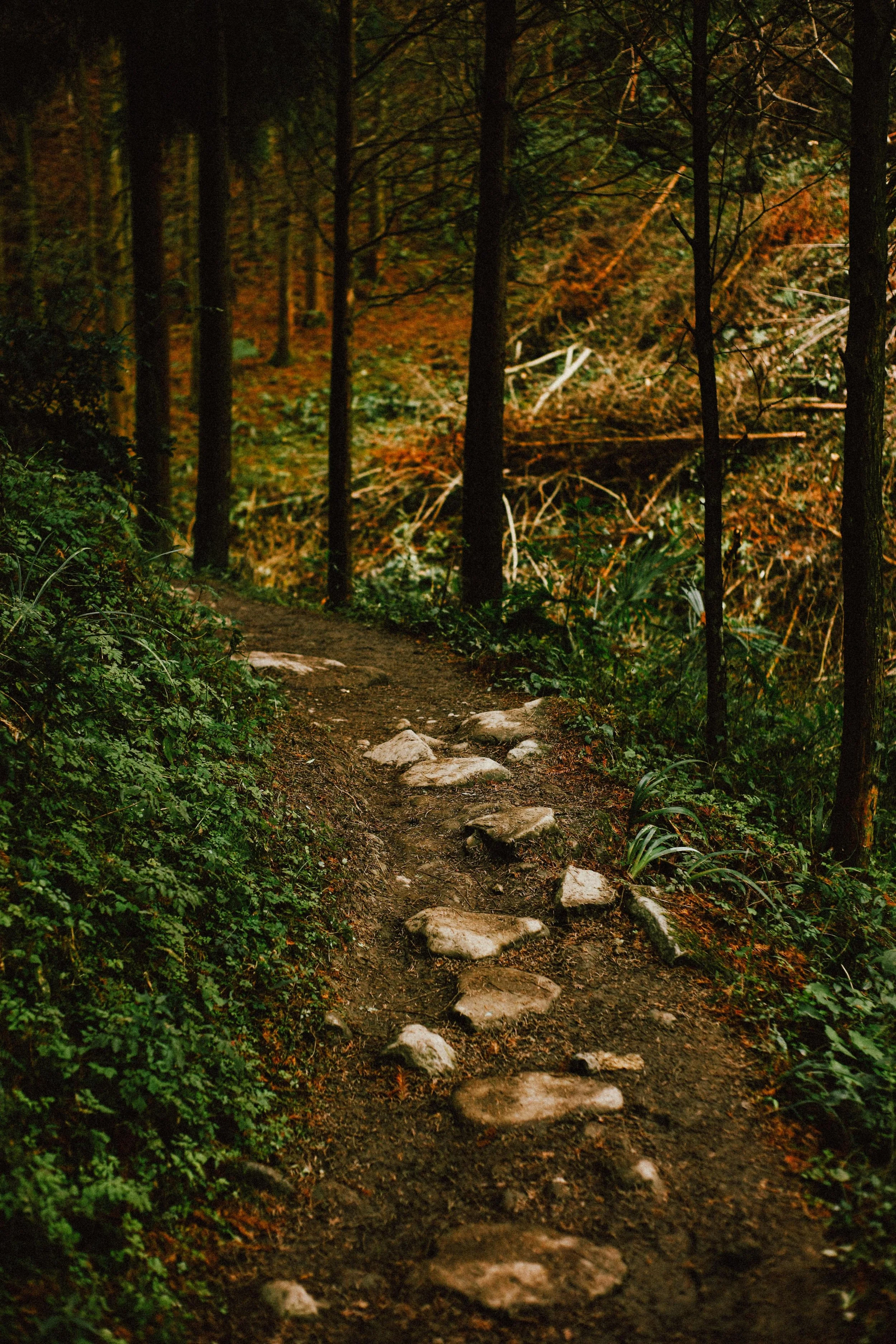 A rounded, stony path curves gently in a lush forest.