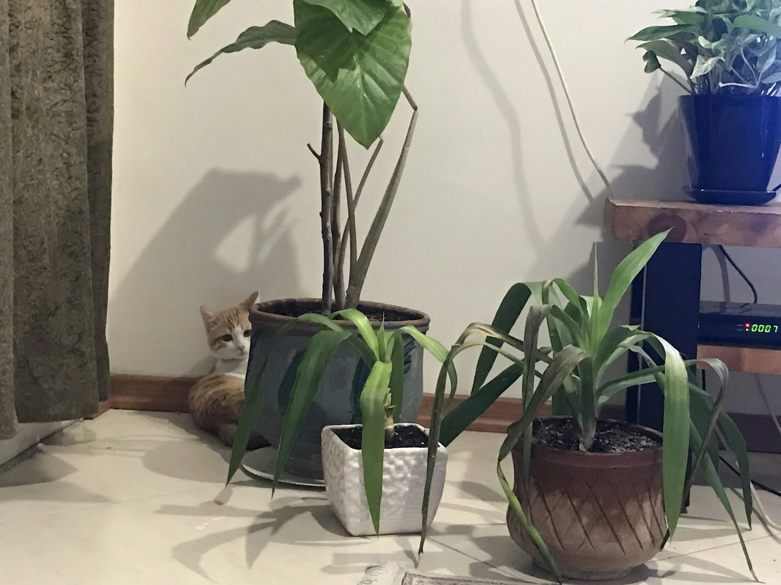 Pet-Friendly Plants for a Safe and Beautiful Yard&nbsp;