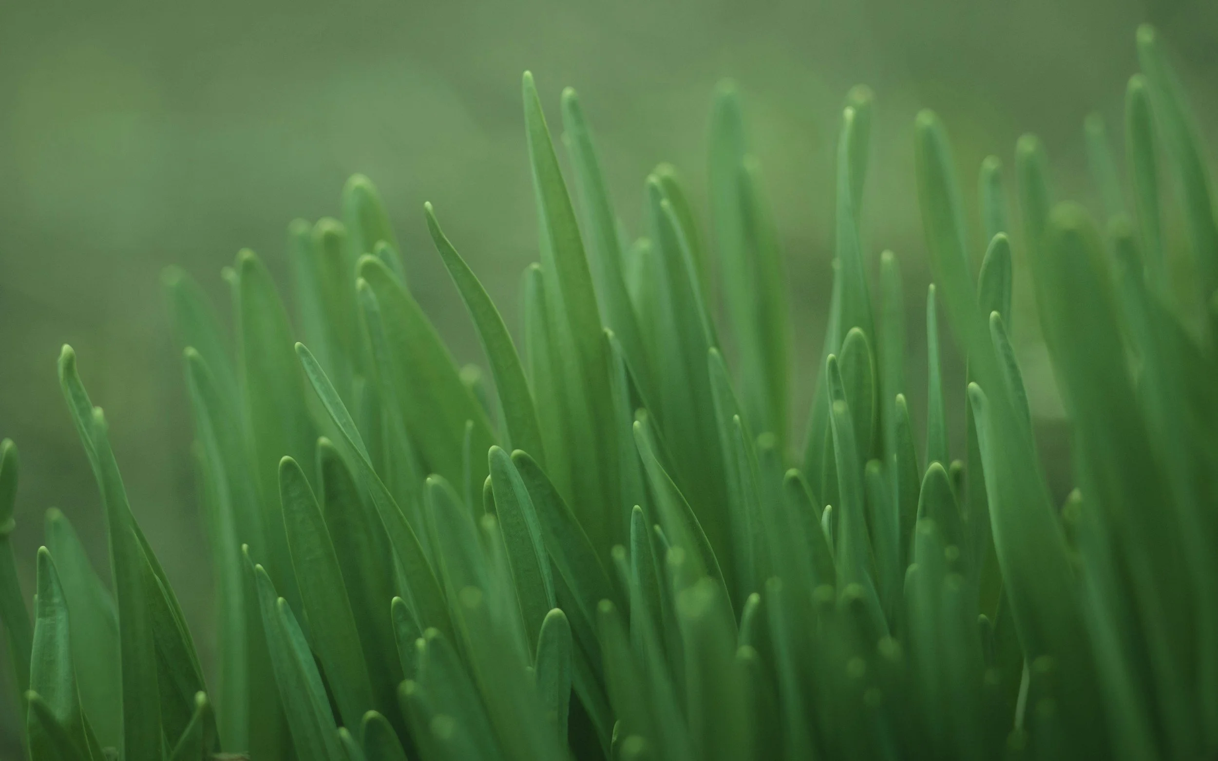 Why March Is the Best Time to Establish a Lawn Care Routine in Augusta, GA