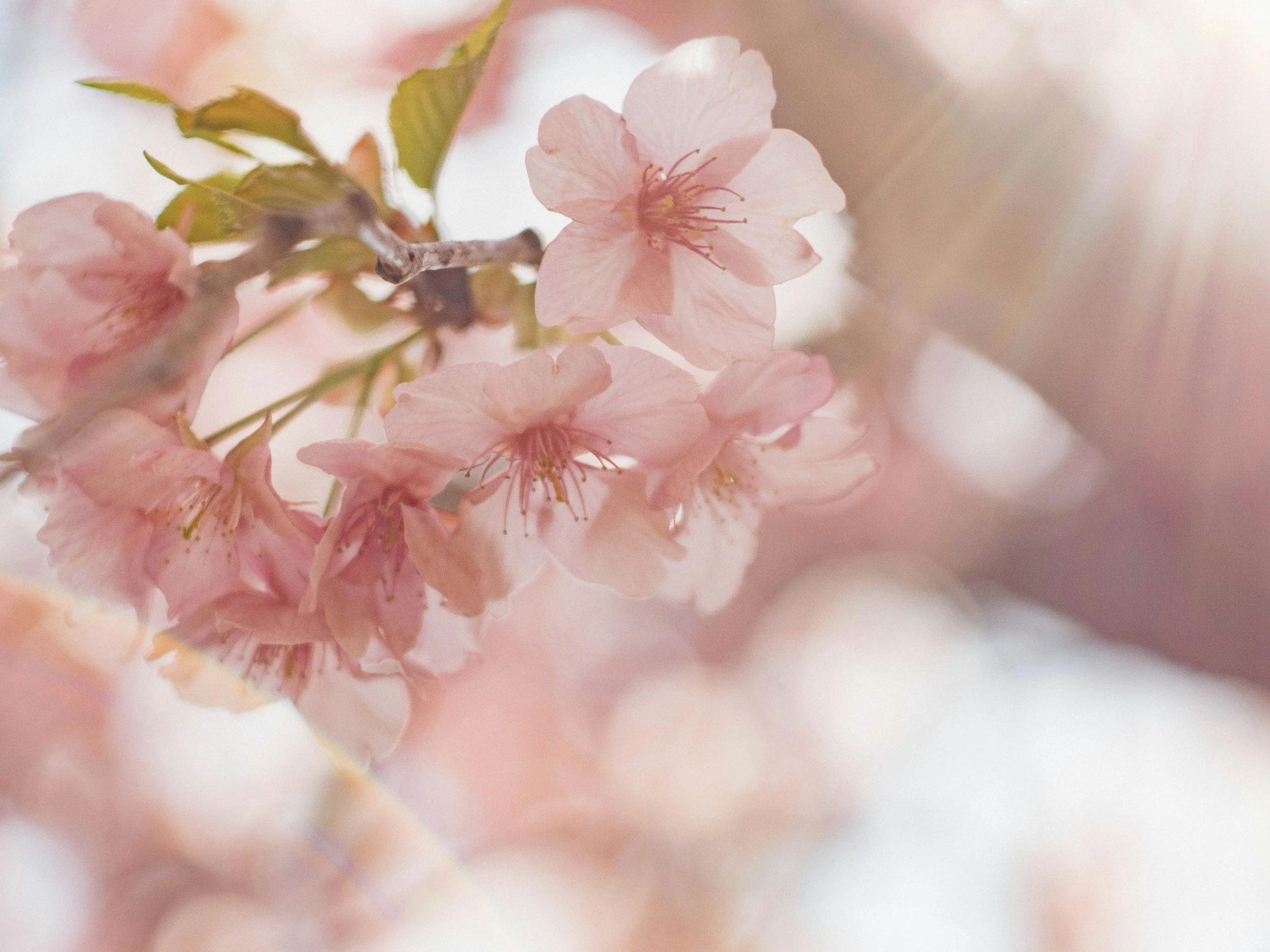 How Often Should You Mow Your Lawn in April in Augusta, GA?