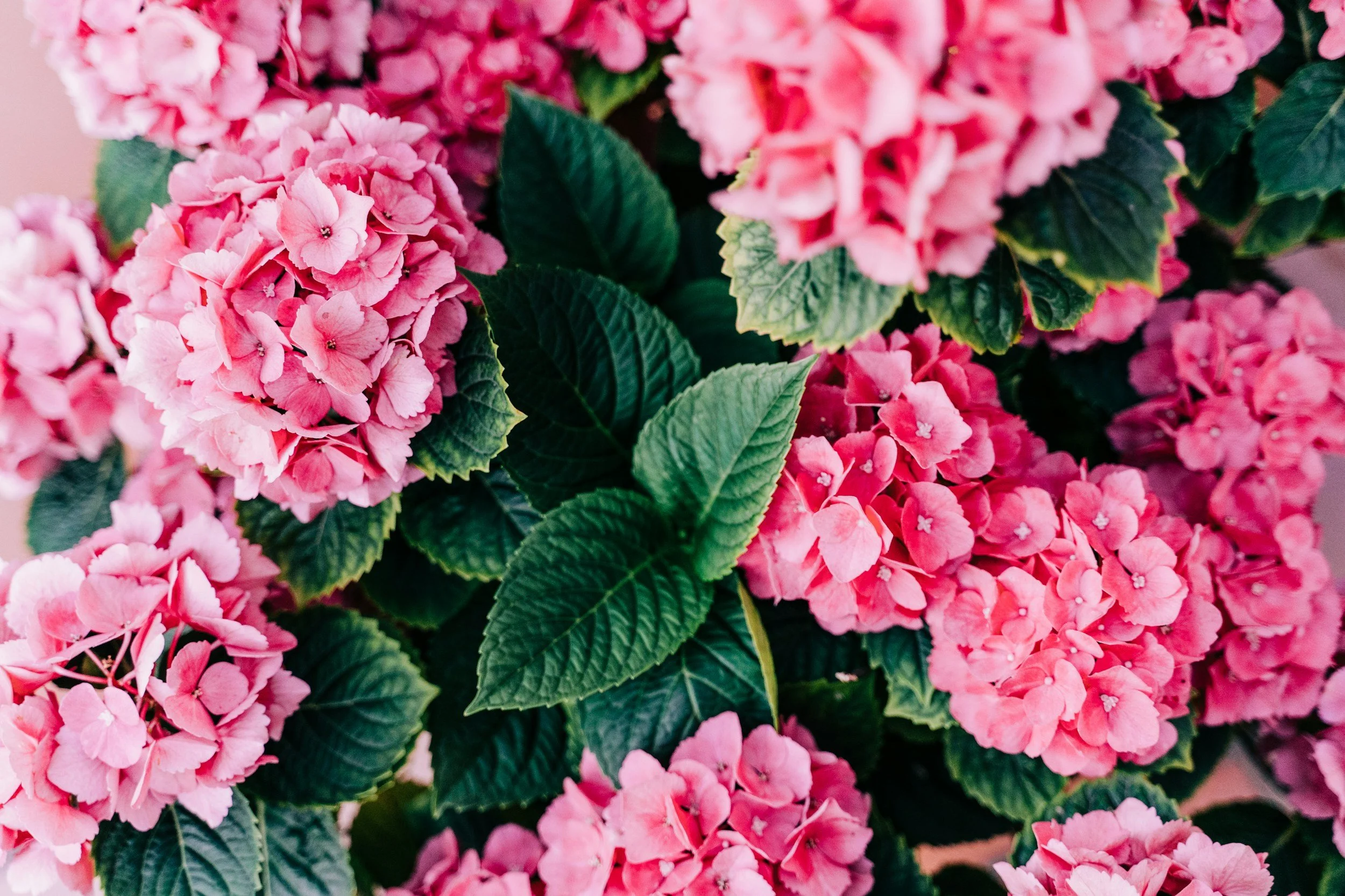 Shrub Trimming in June: What to Cut and What to Leave in Augusta, GA