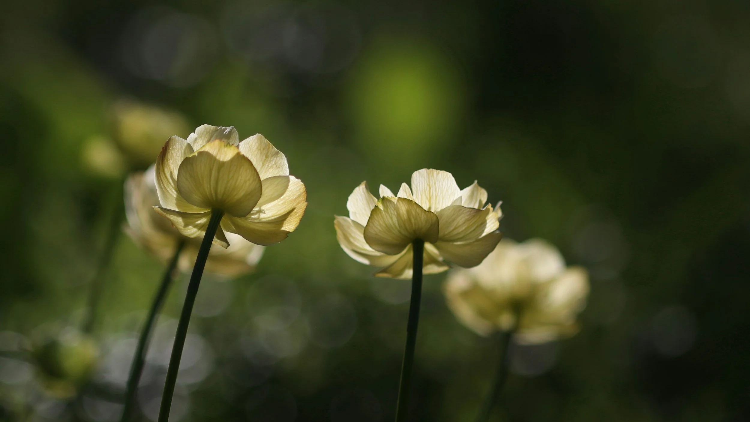 June Lawn Care for HOAs and Commercial Properties in Augusta, GA