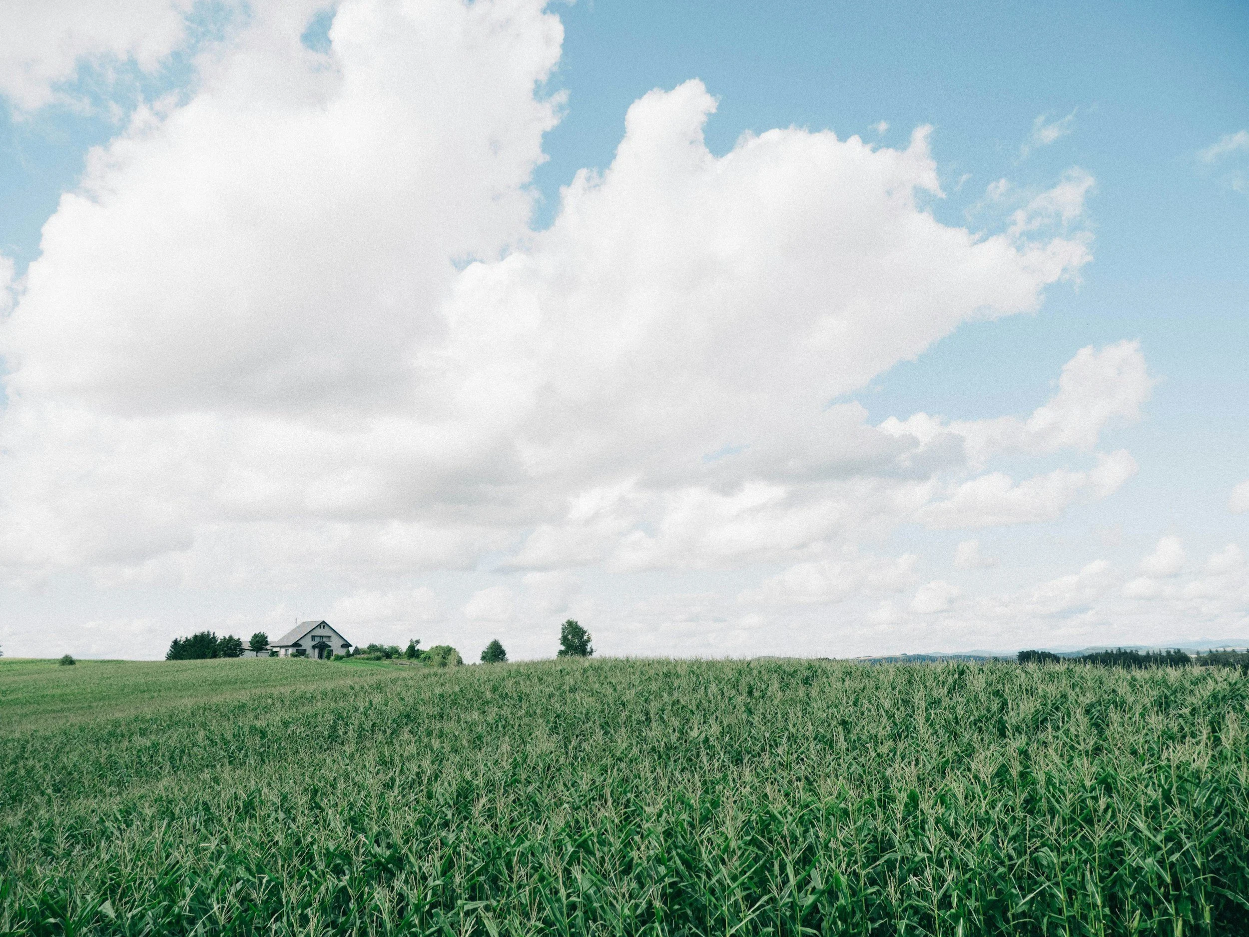 How August Lawn Care Sets Up a Strong Fall Lawn in Augusta, GA