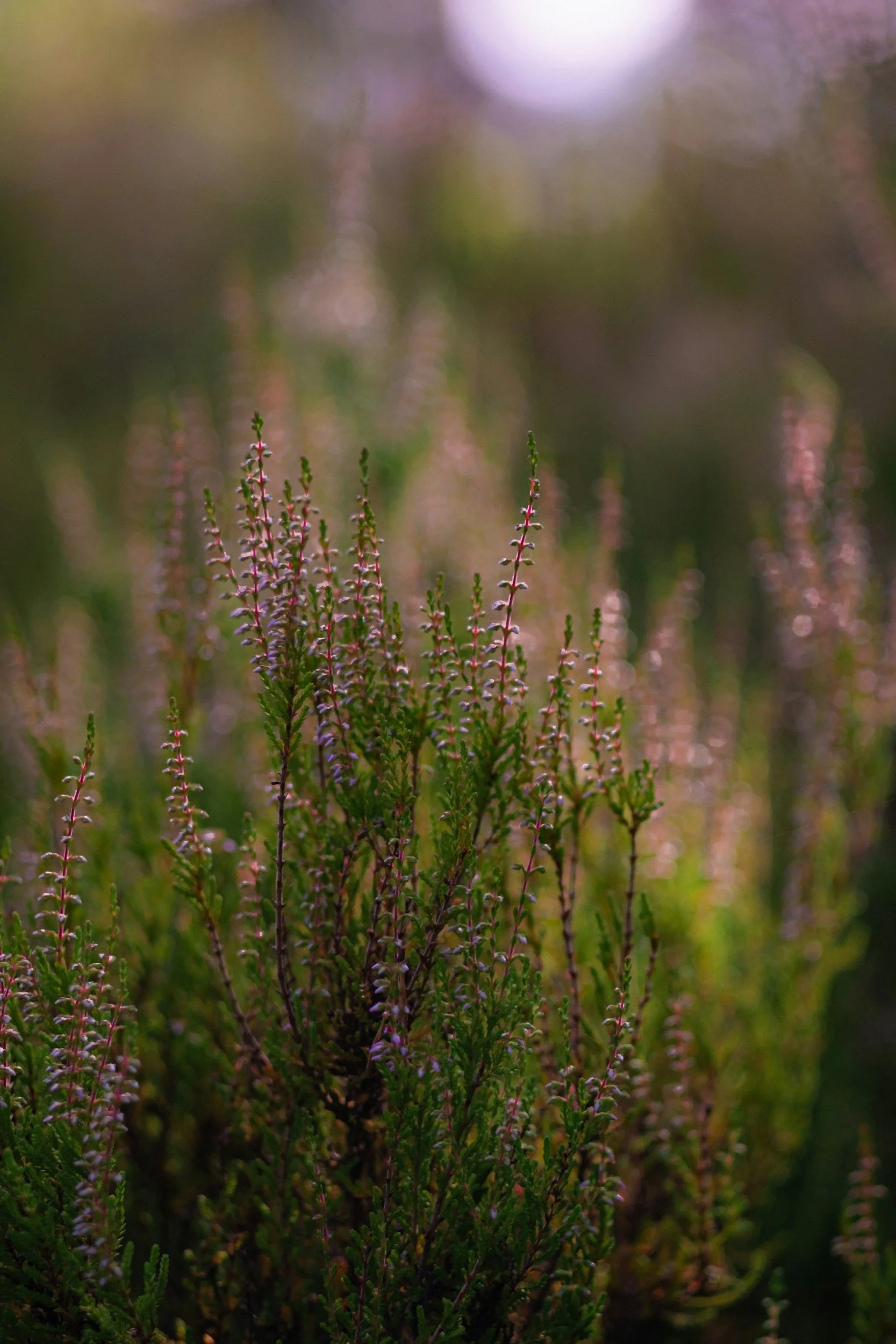 August Lawn Care for HOAs and Commercial Properties in Augusta, GA
