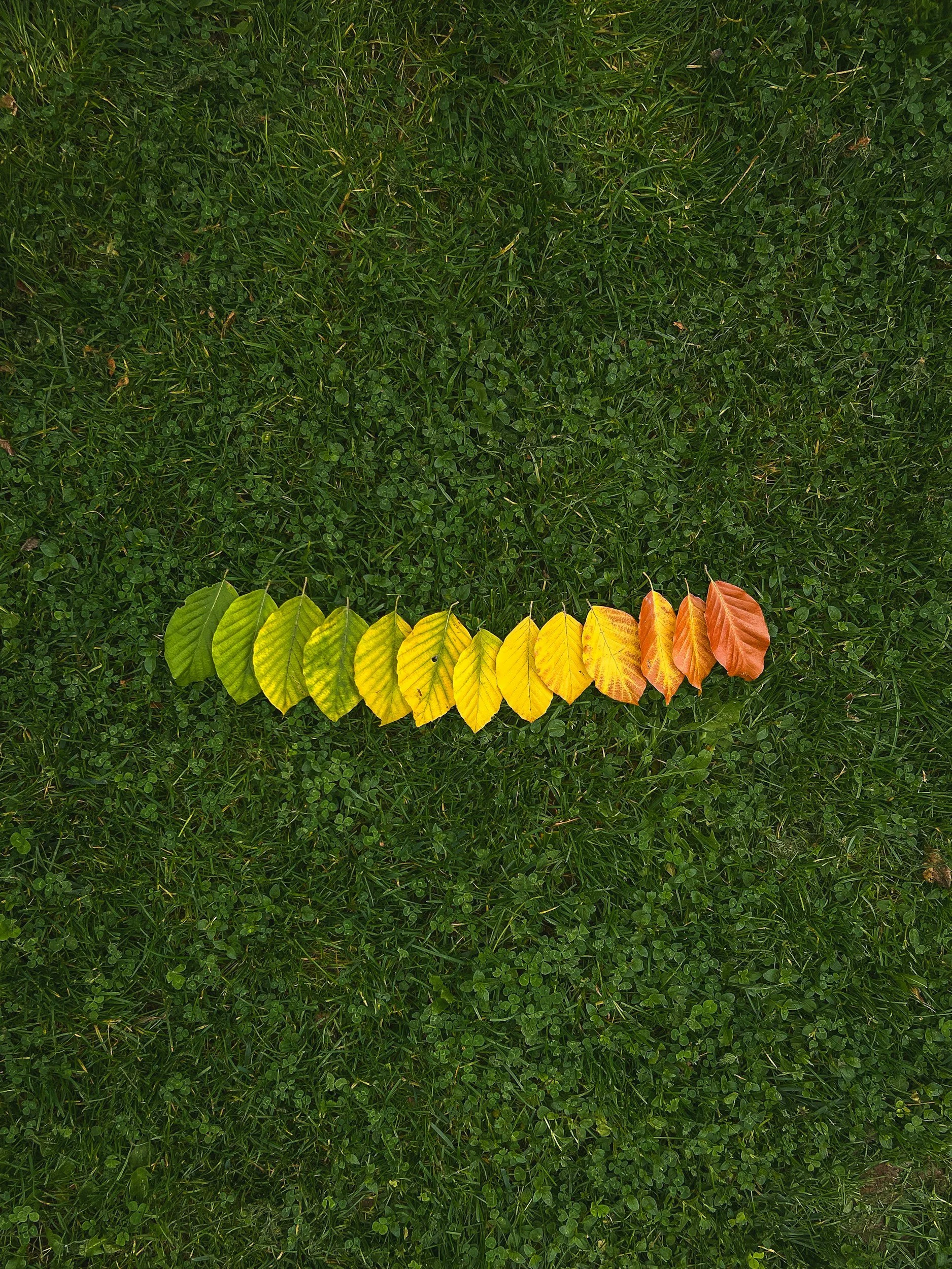 Why September Is the Best Month to Reset Your Lawn in Augusta, GA
