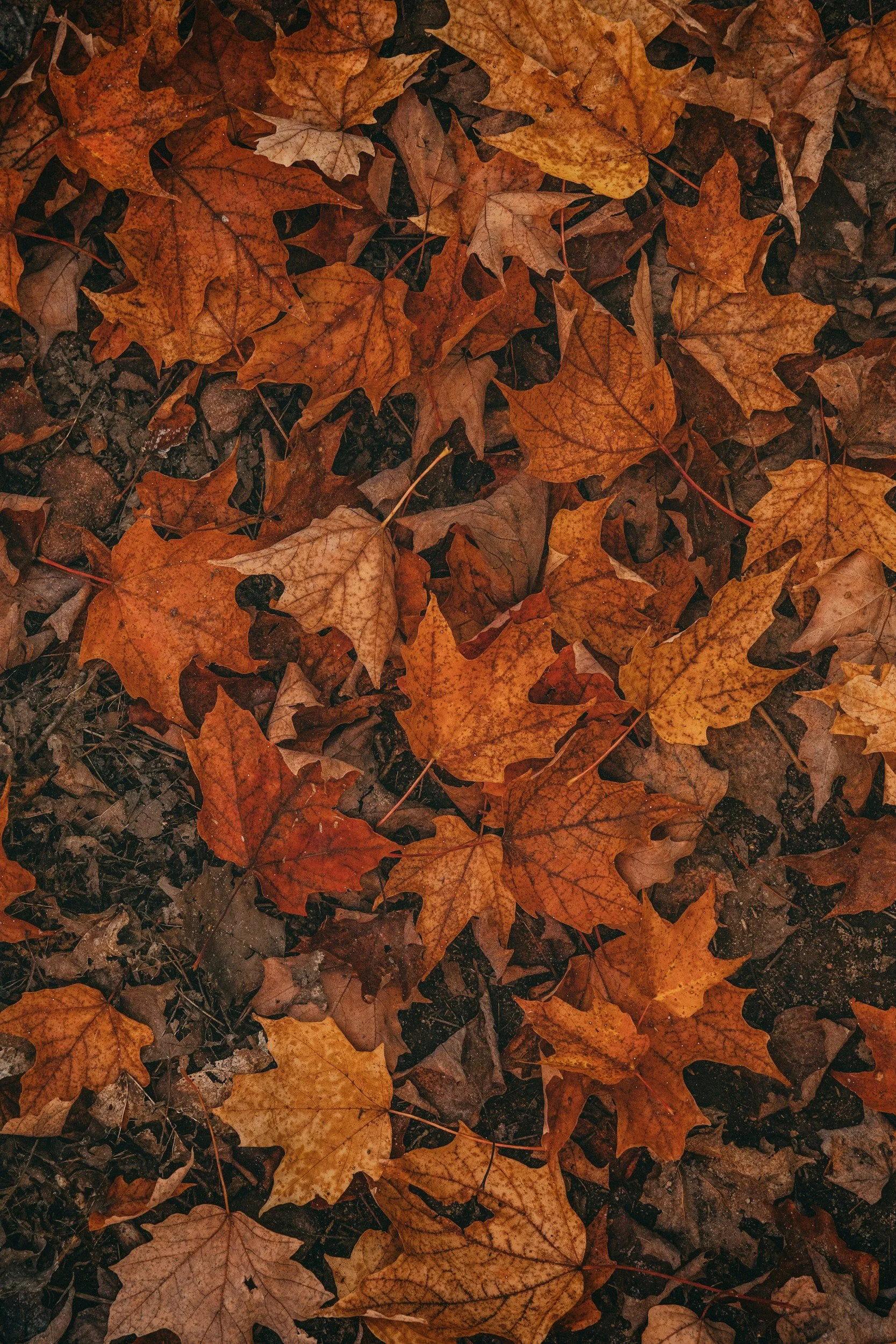 October Lawn Care in Augusta, GA: Strengthening Your Lawn Before Winter