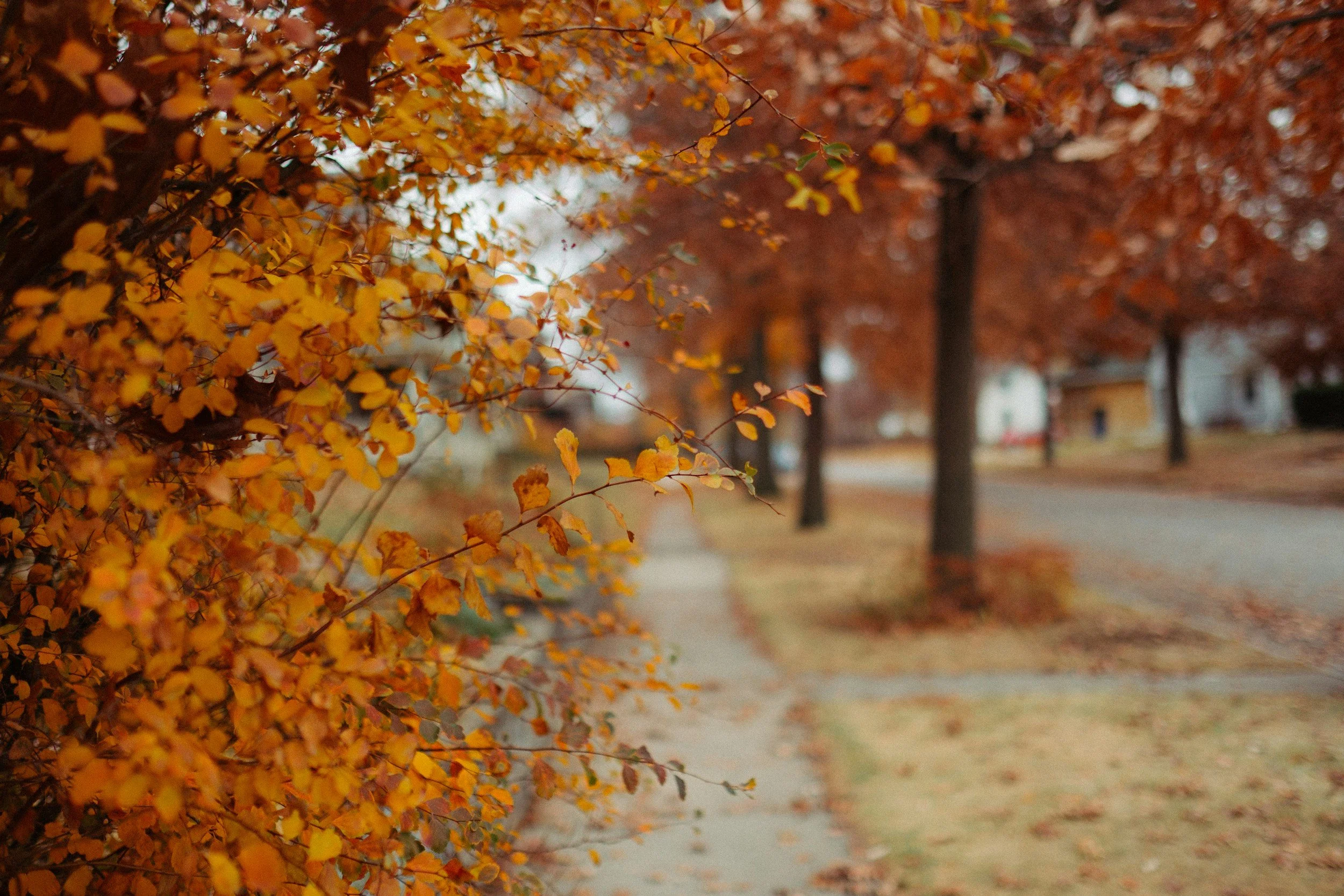 How Leaf Management Impacts Lawn Health in Fall in Augusta, GA