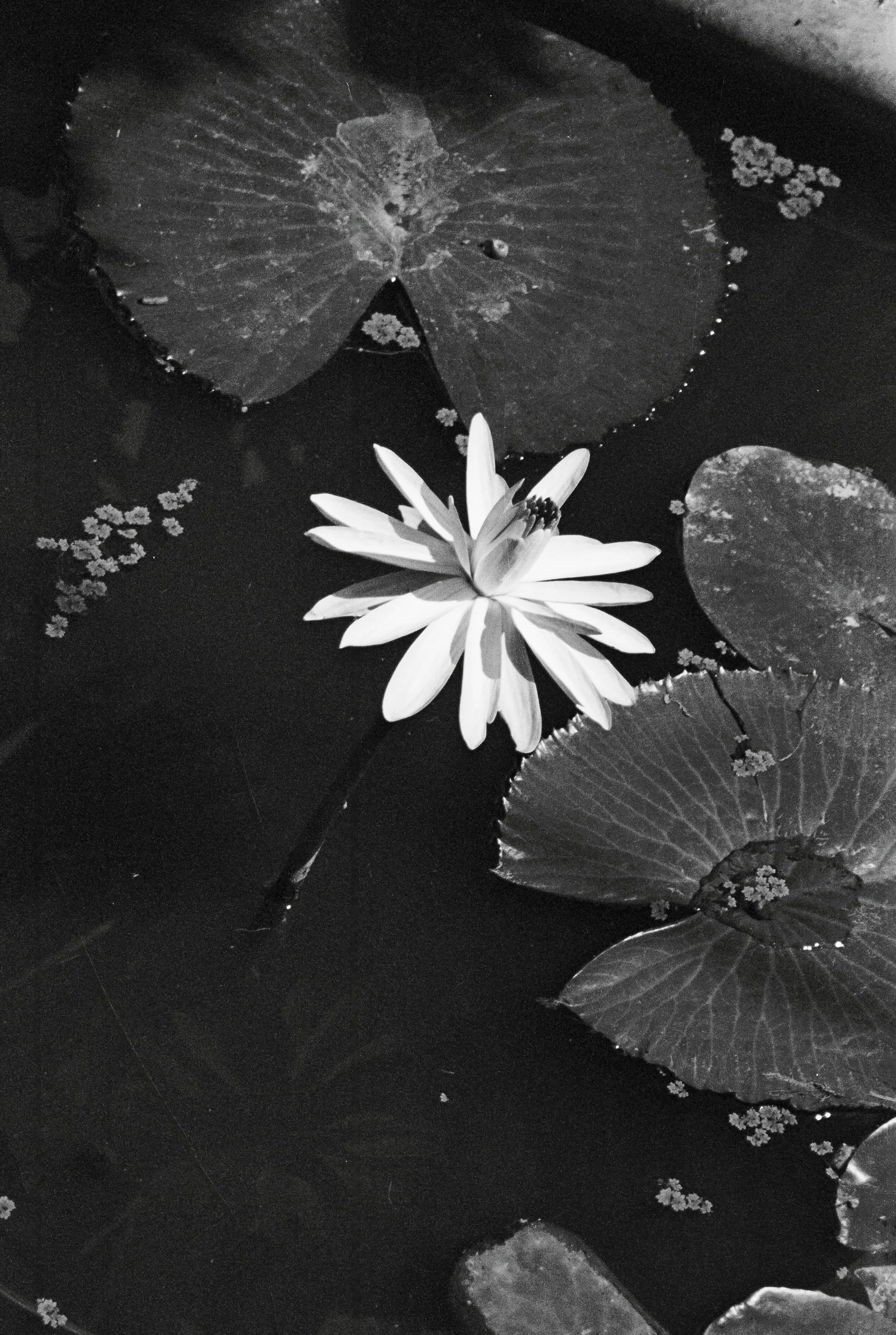 In another life, I’m sure we’re two frogs on a leaf