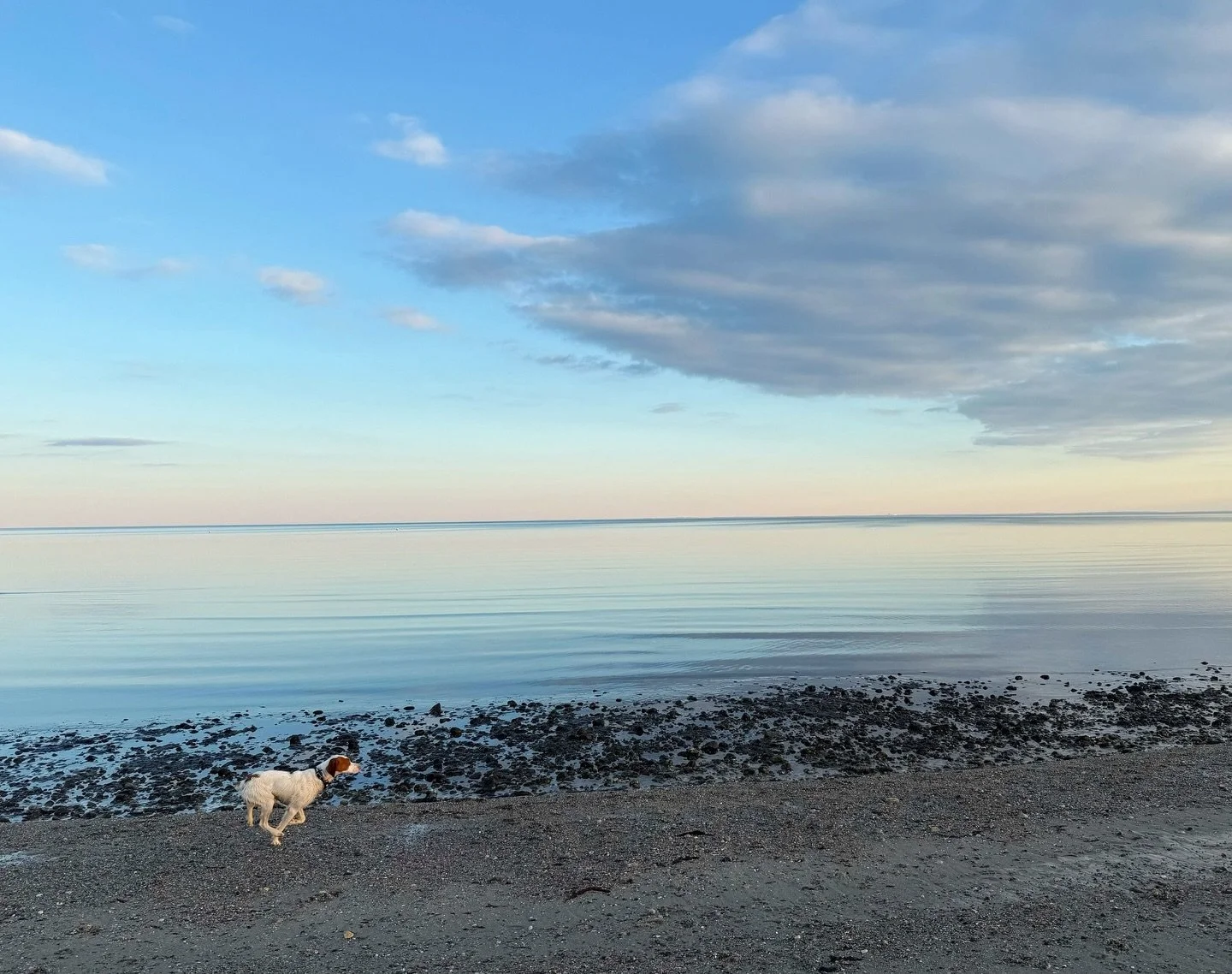 Winter on the beach.
&ldquo;Chasing Seagulls&rdquo;
.
📷 @catherine_hartigan_photography
📍Compo Beach, Westport, CT
.
.
.
.
.
.
.
.
.
.
#catherinehartiganphotography #fineartphotography #watercolours #waterphotography📷 #dogsonthebeach