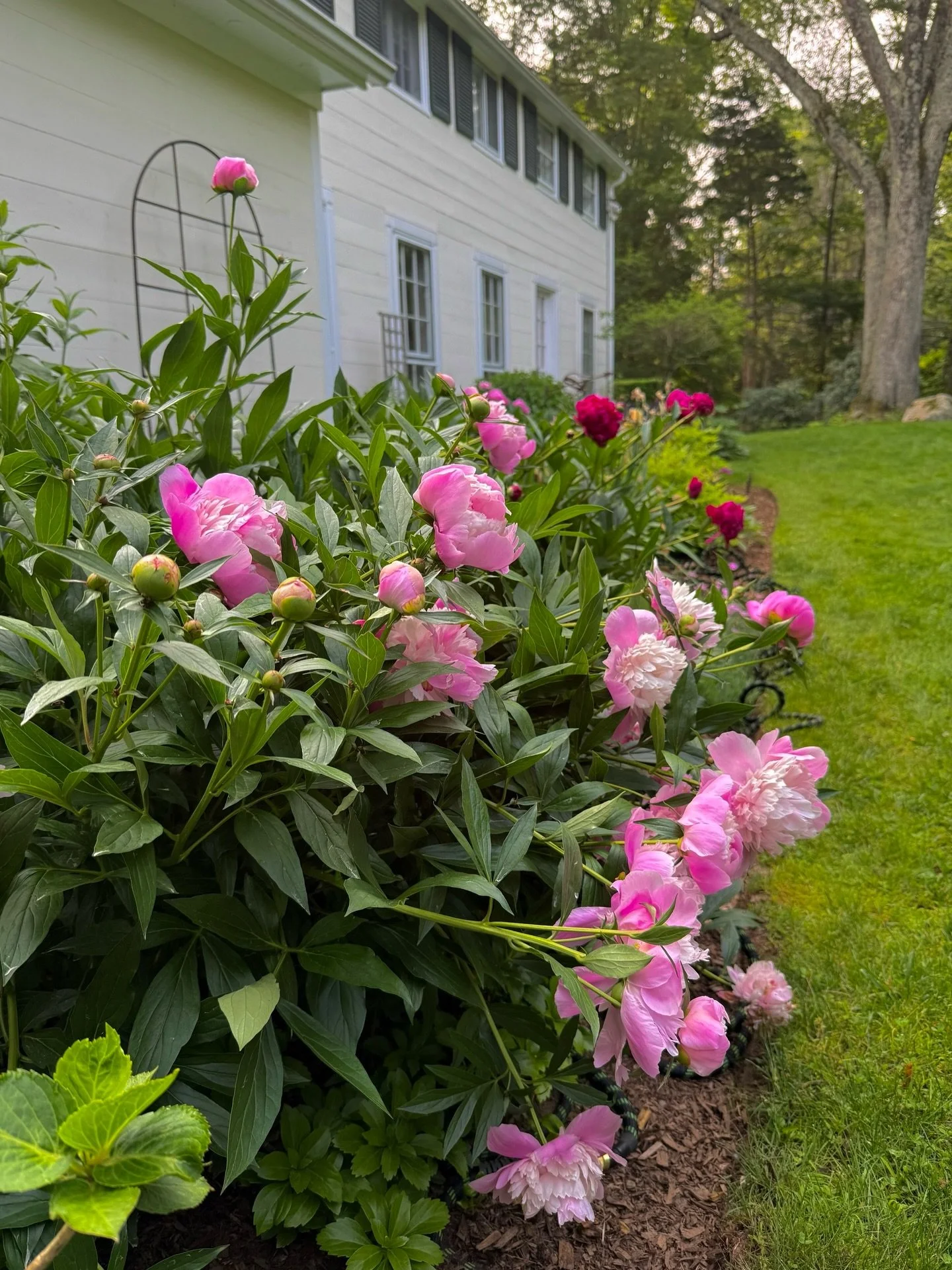 Can&rsquo;t wait for another banner year of peonies! 
.
📷@catherinehartiganphotography
📍Wilton, CT
.
.
.
.
.
#peonies #peoniesofinstagram #catherinehartiganphotography #summergarden #pinkpower