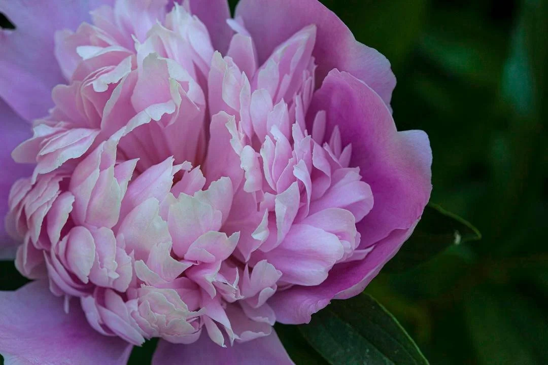 Sometimes, all you need is a little more pink in your day.
.
📷 @catherine_hartigan_photography
📍Fairfield County, CT
.
.
. 
.
.
#pinkpinkpink #gardenparty #summergardens #catherinehartiganphotography #pinkdahlias