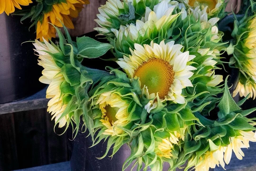 The essence of summer 🙌🏻
.
📷 @catherine_hartigan_photography
📍Martha&rsquo;s Vineyard, MA
.
.
. 
.
.
#summerfeels #sunflowers #marthasvineyard #catherinehartiganphotography #summerflowers