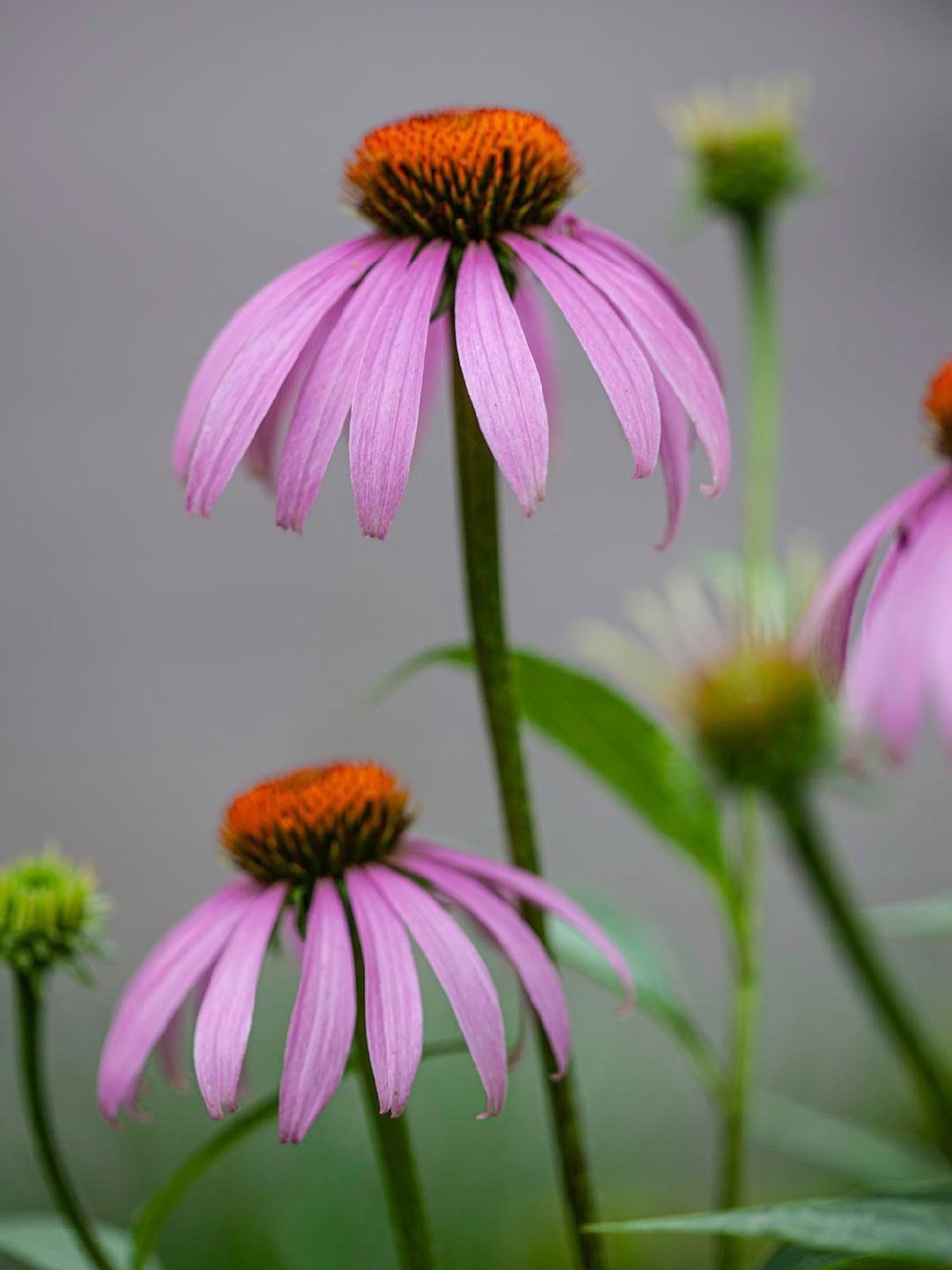 What&rsquo;s blooming in the garden this week.
.
📷 @catherine_hartigan_photography
📍Wilton, CT