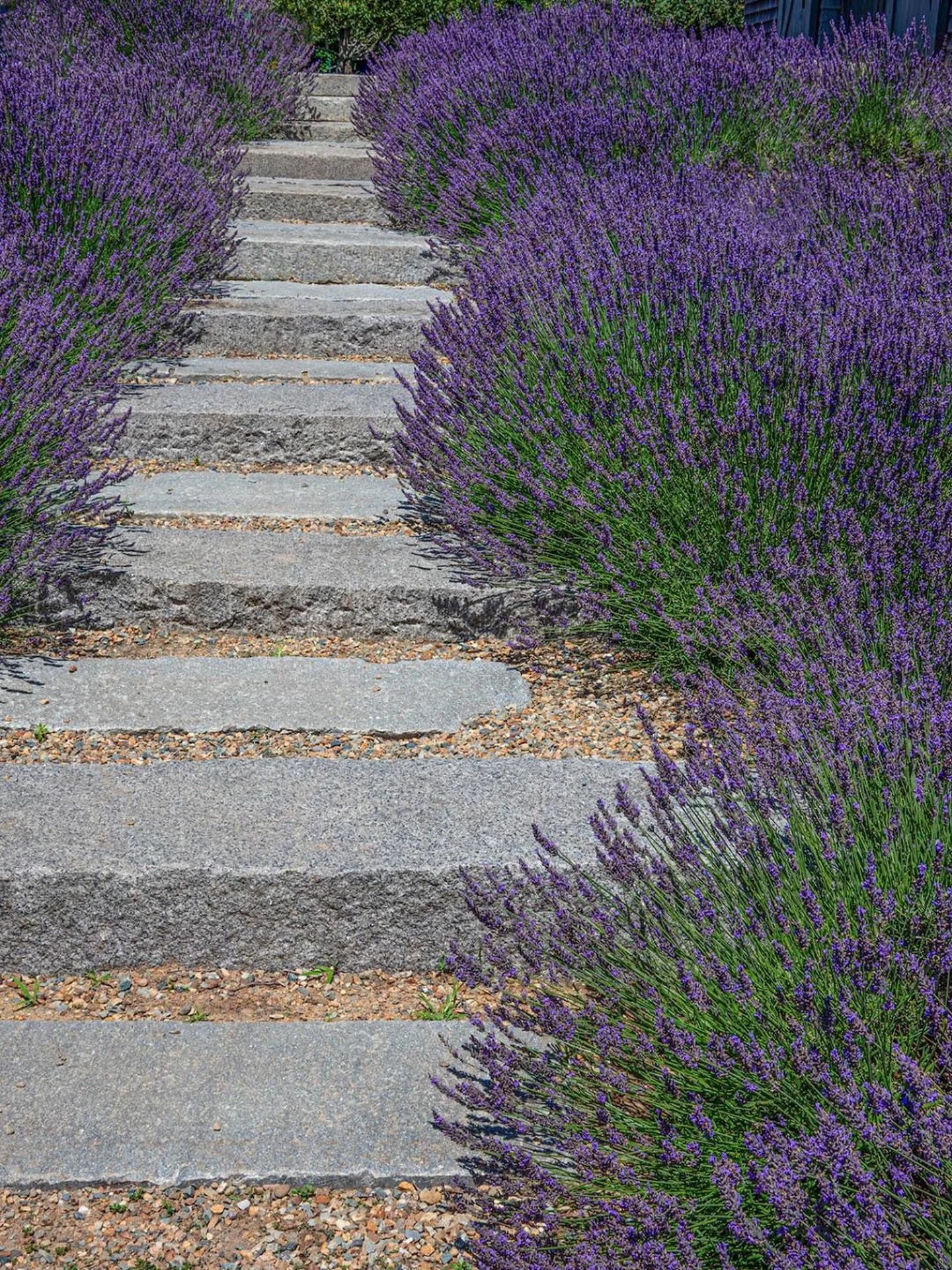 Summer paths.
.
📷 @catherine_hartigan_photography
📍Chilmark, MA
.
.
. 
#lavender #marthasvineyard #summerpath #summerdestination #islandvibes