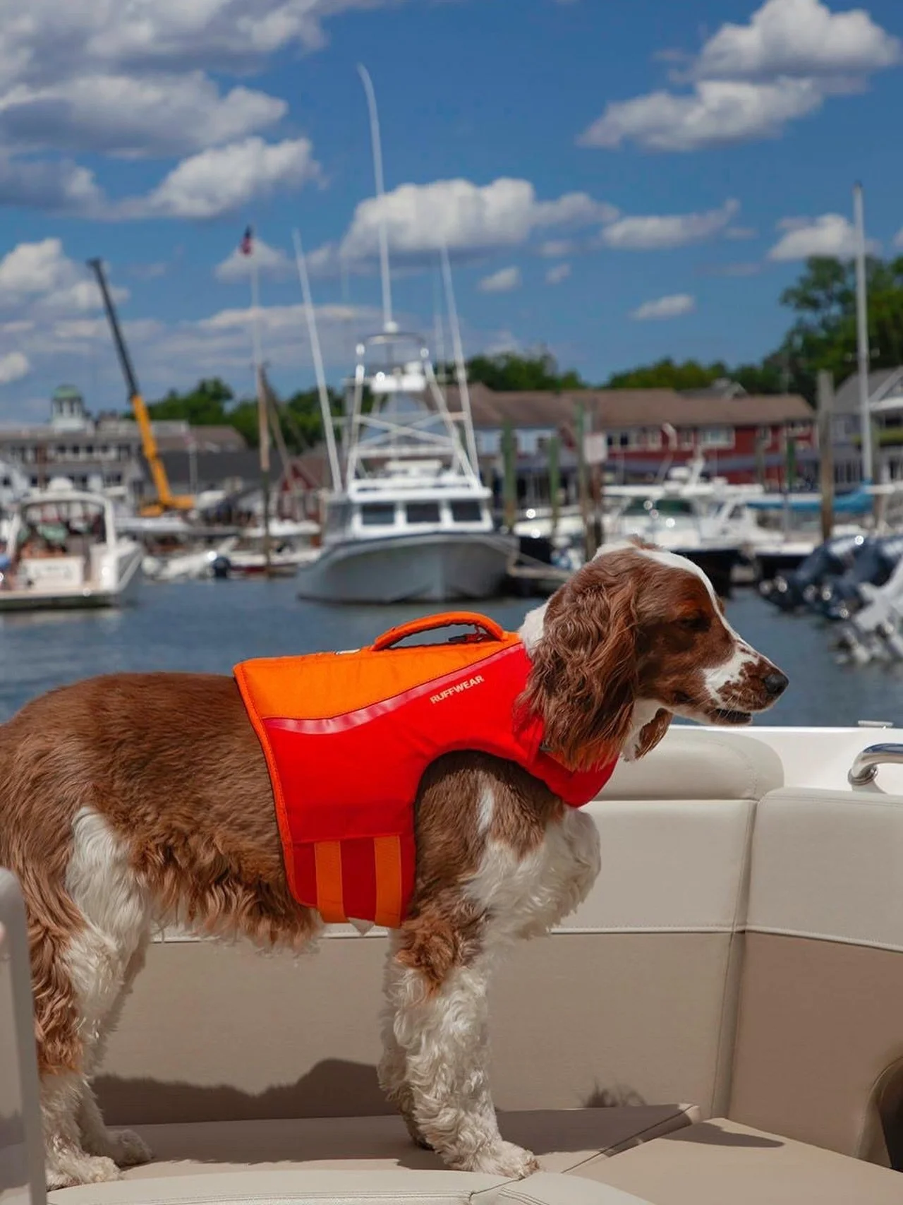 Dog days&hellip; 
.
📷 @catherine_hartigan_photography
📍Long Island Sound
.
.
. 
#dogdaysofsummer☀️ #dogdays #onthewater #boatinglife #dogsonboats⚓️
