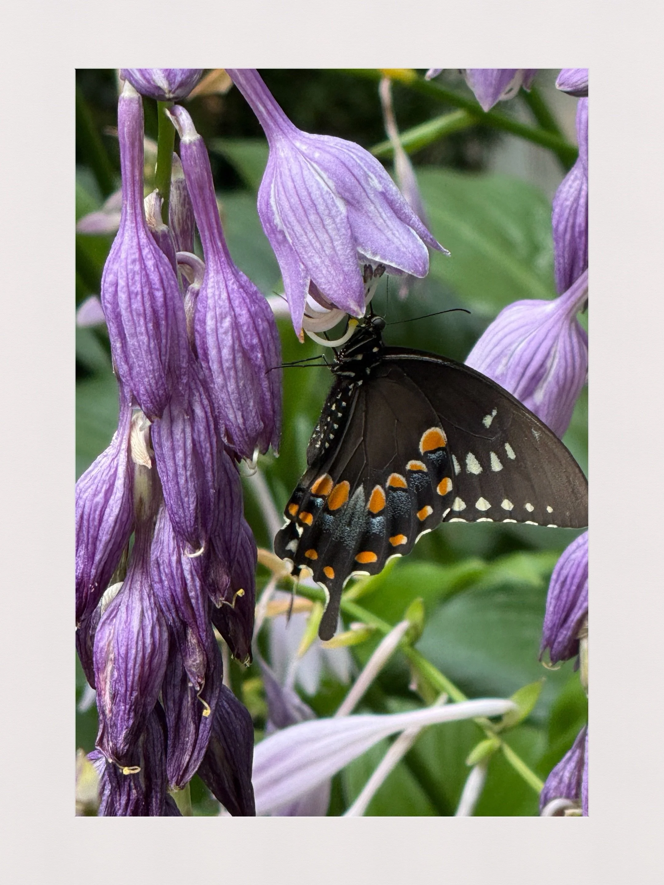 Garden guests.
.
📷 @catherine_hartigan_photography
📍Wilton, CT
.
.
.
#gardenguests #inthegardentoday #butterflybeauty #summergardens #gardeninspiration