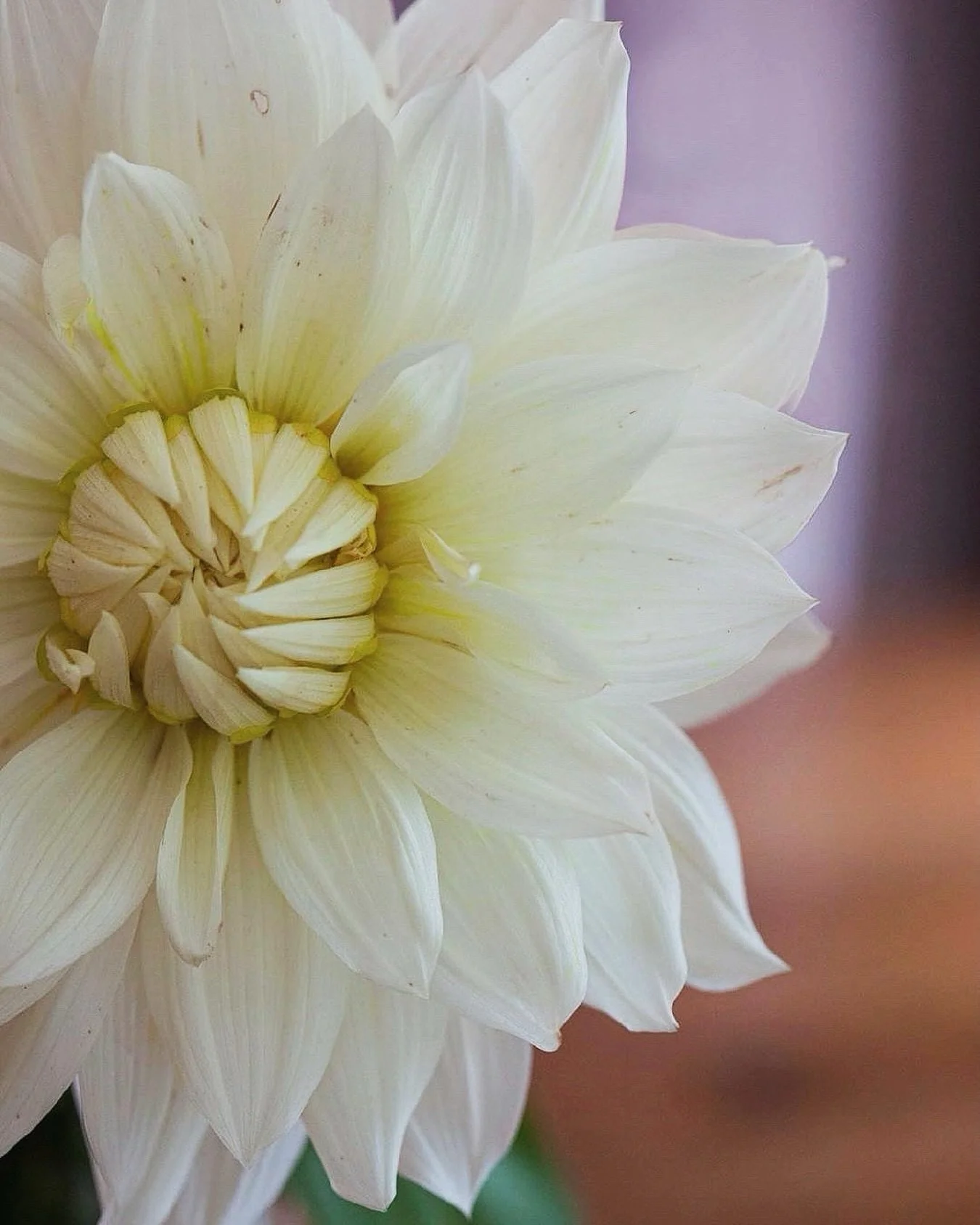 September dahlias. 🌸
.
Petal by petal, a quiet kind of perfection.
.
📷 @catherine_hartigan_photography
📍Wilton, CT
.
.
.
.
.
#dahlialove #flowerpower #petalbypetal #dahliaseason #petalperfection