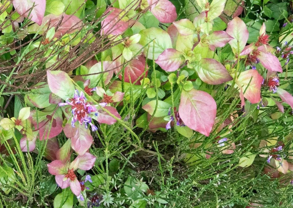As summer fades, autumn paints a different kind of beauty.
.
📷@catherine_hartigan_photography
📍Little Island, NYC
.
.
.
.
.
#littleislandnyc #autumncolours #autumn2026 #fallfoliage #onthehudson