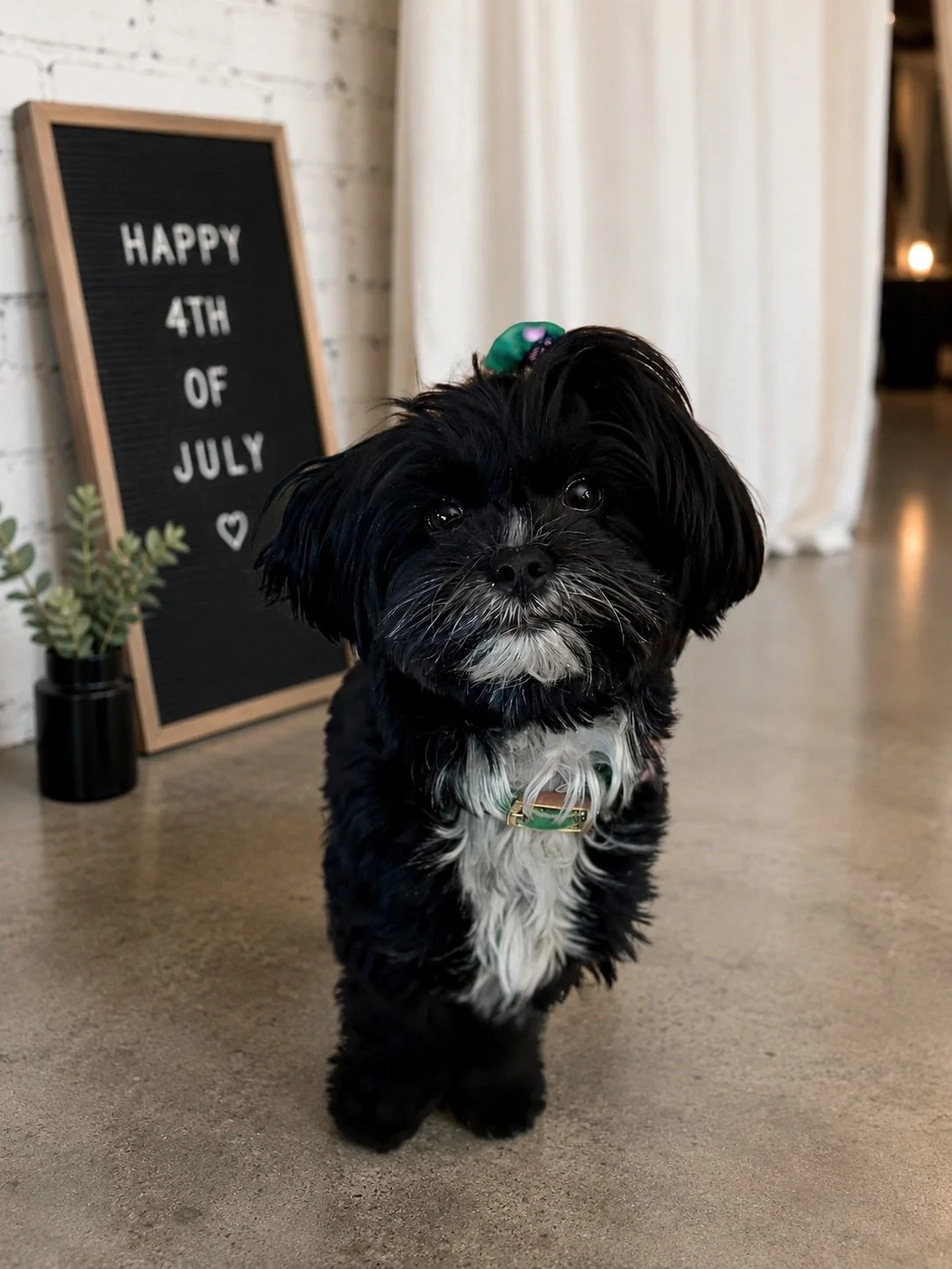 🐾 Bliss review of 4th of July:

🍉 Watermelon: 10/10
🌭 BBQ: 10/10
🏠Family time: 10/10
🎆 Fireworks: -1000/10

Happy Independence Day from all of us at Skin Bliss! 
❤️🇺🇸