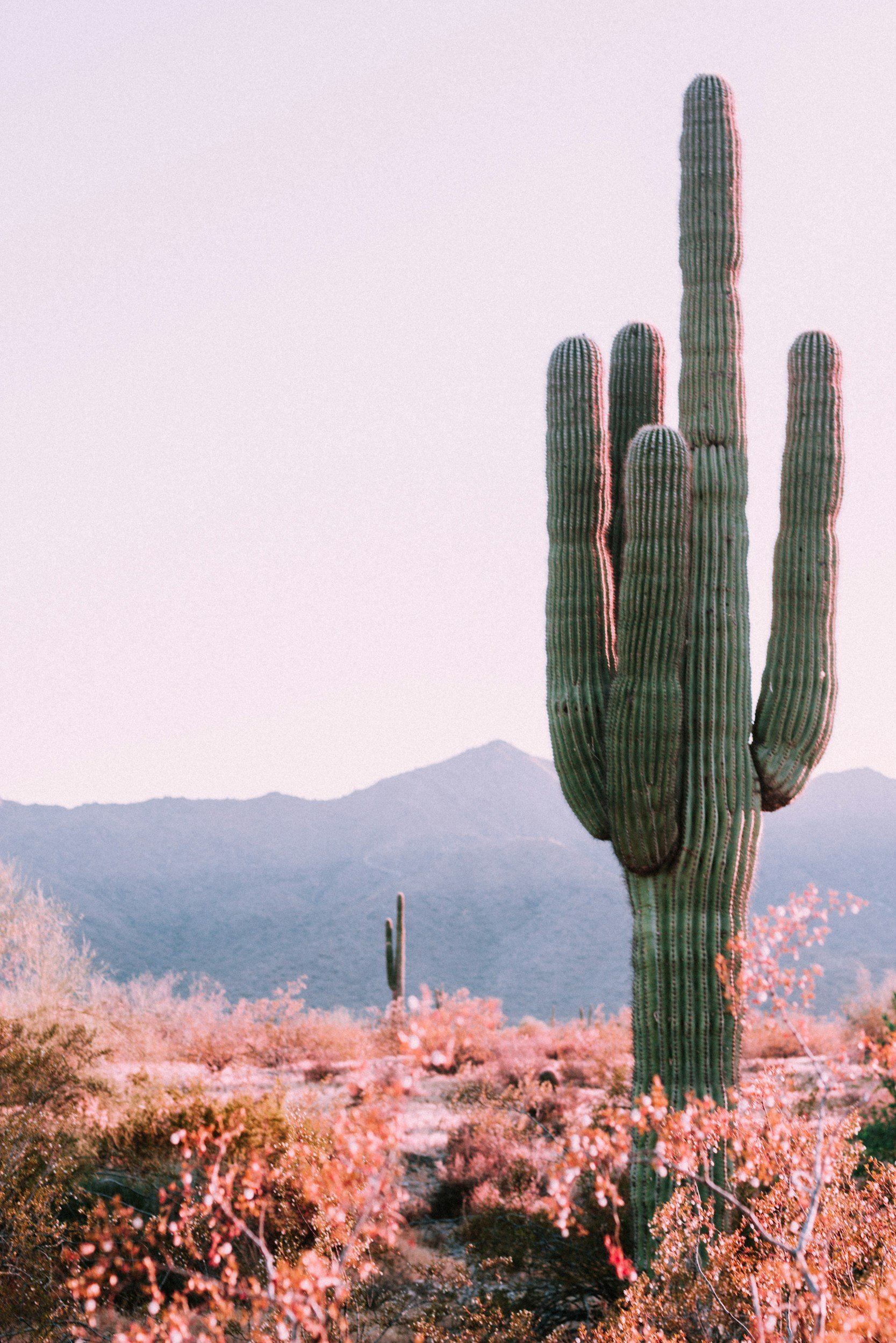 A large saguaro cactus in a desert with pink flowering bushes and mountains in the background, under a pale sky.