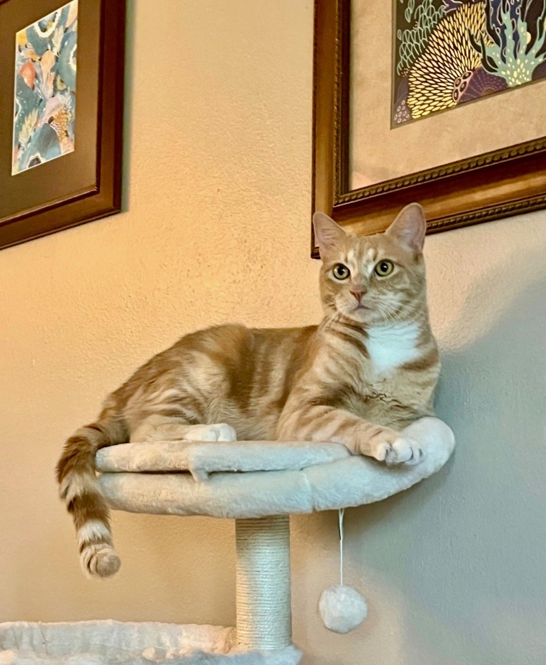 Animal Communication Sessions for Deceased Pets with Michelle Hawk in Portland Oregon