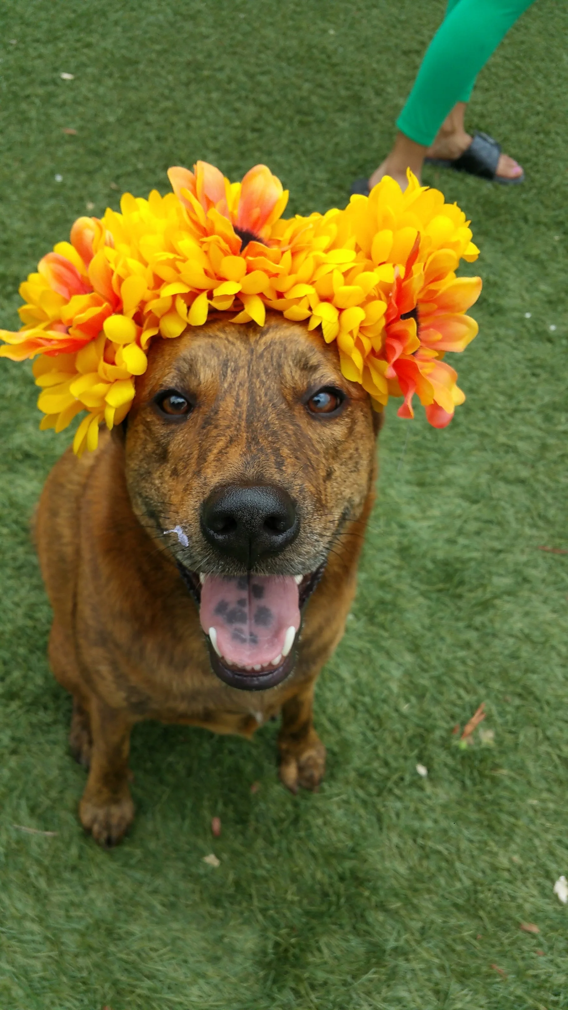 Animal Communicator Michelle Hawk Sessions for Dog Behavior