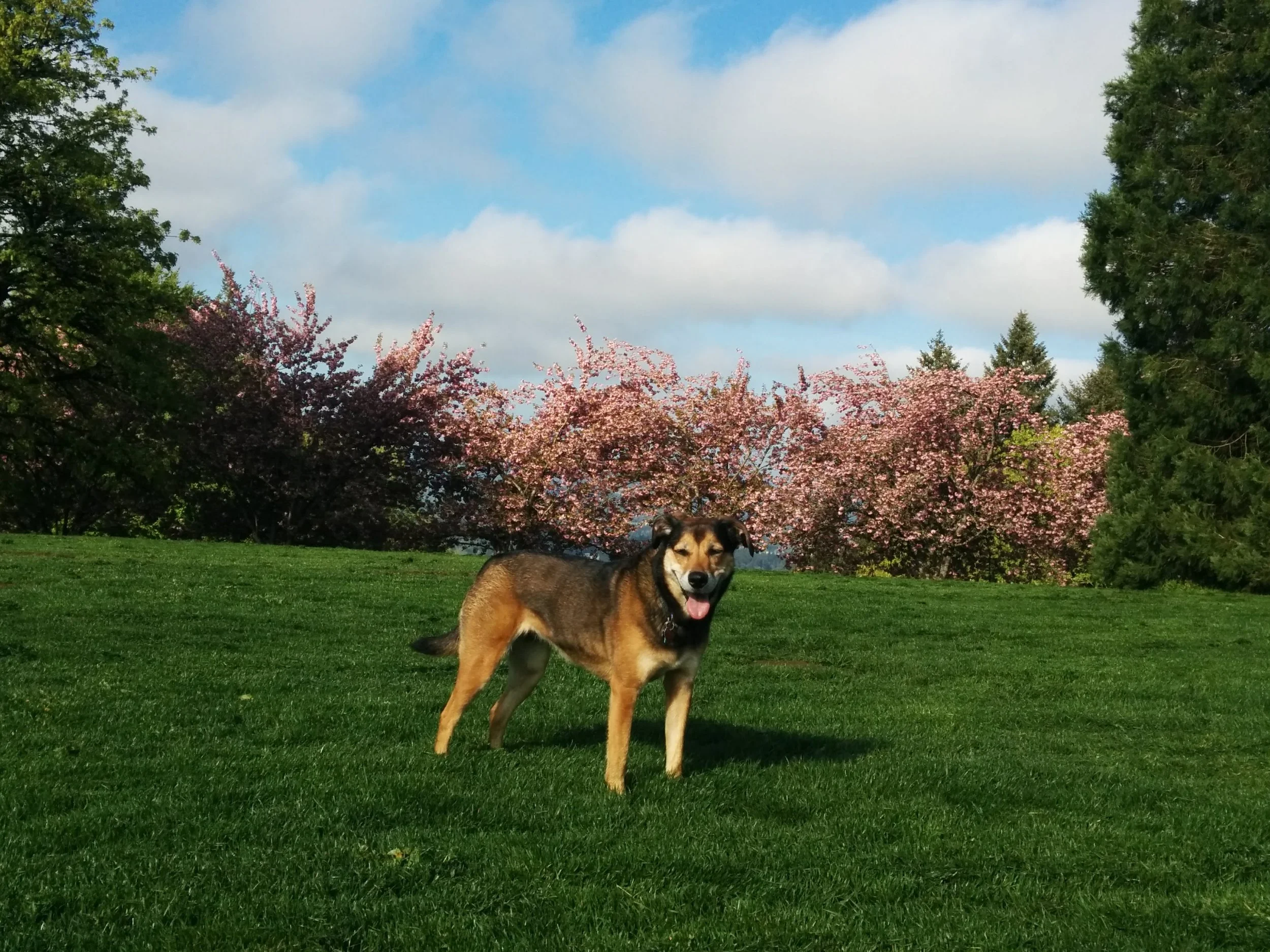 Can Animal Communication Help Find a Lost or Missing Pet?