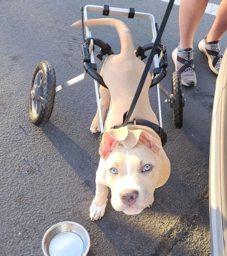 Animal Communication for Deceased Pets with Psychic Michelle Hawk in Portland, Oregon