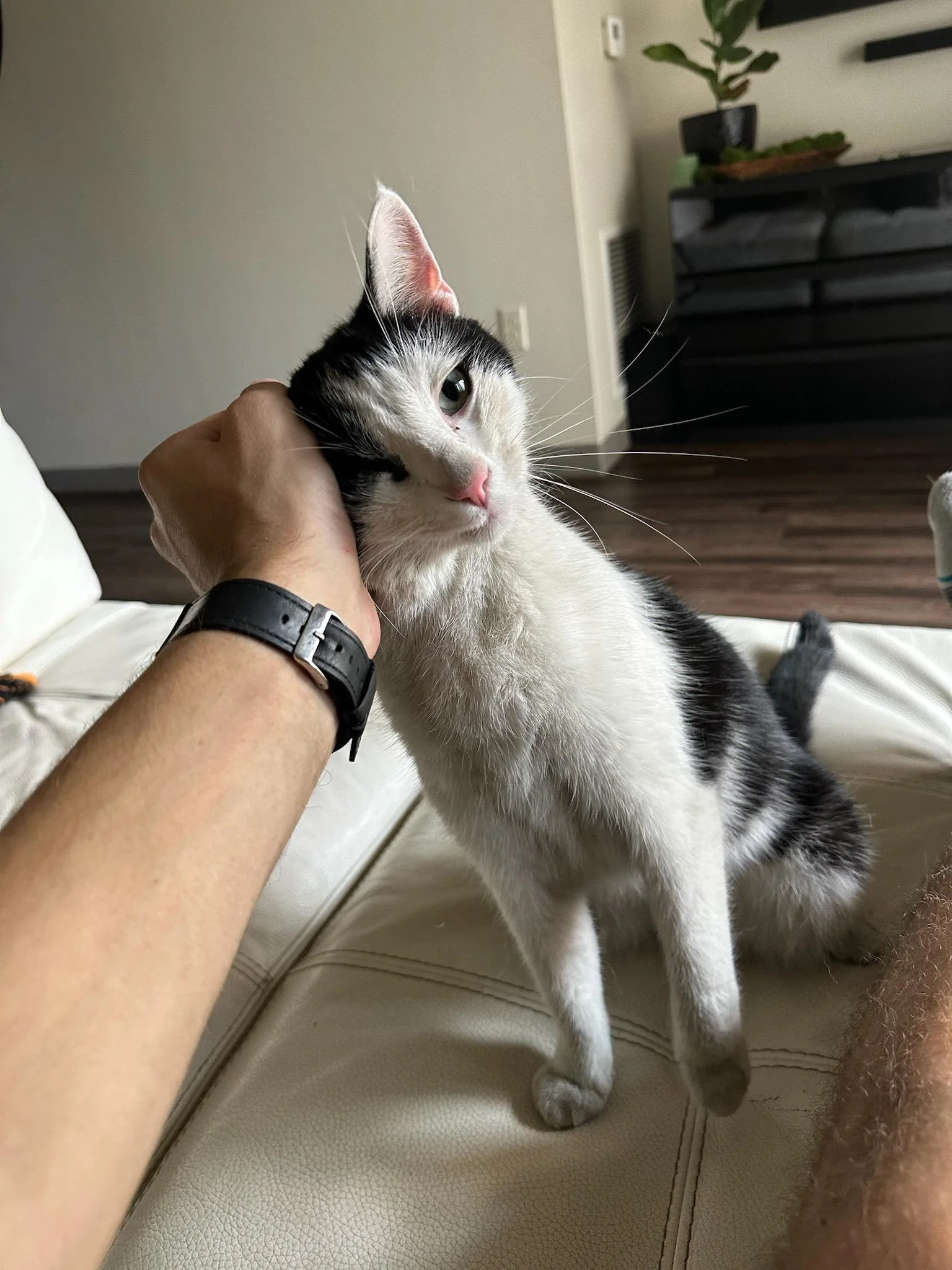 Animal Communication for Lost and Missing Pets with Psychic Michelle Hawk