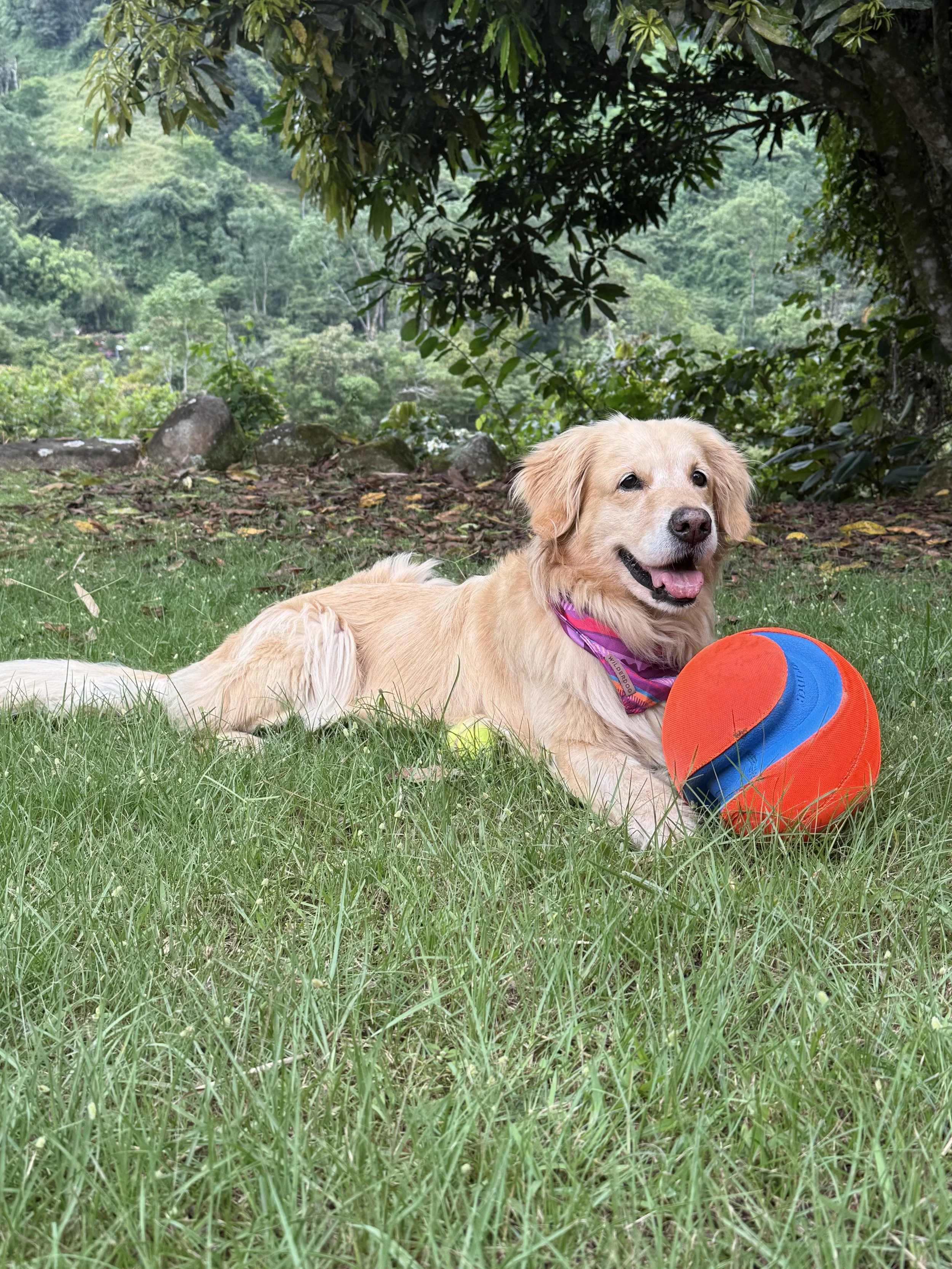 Animal Communication Pet Health Michelle Hawk