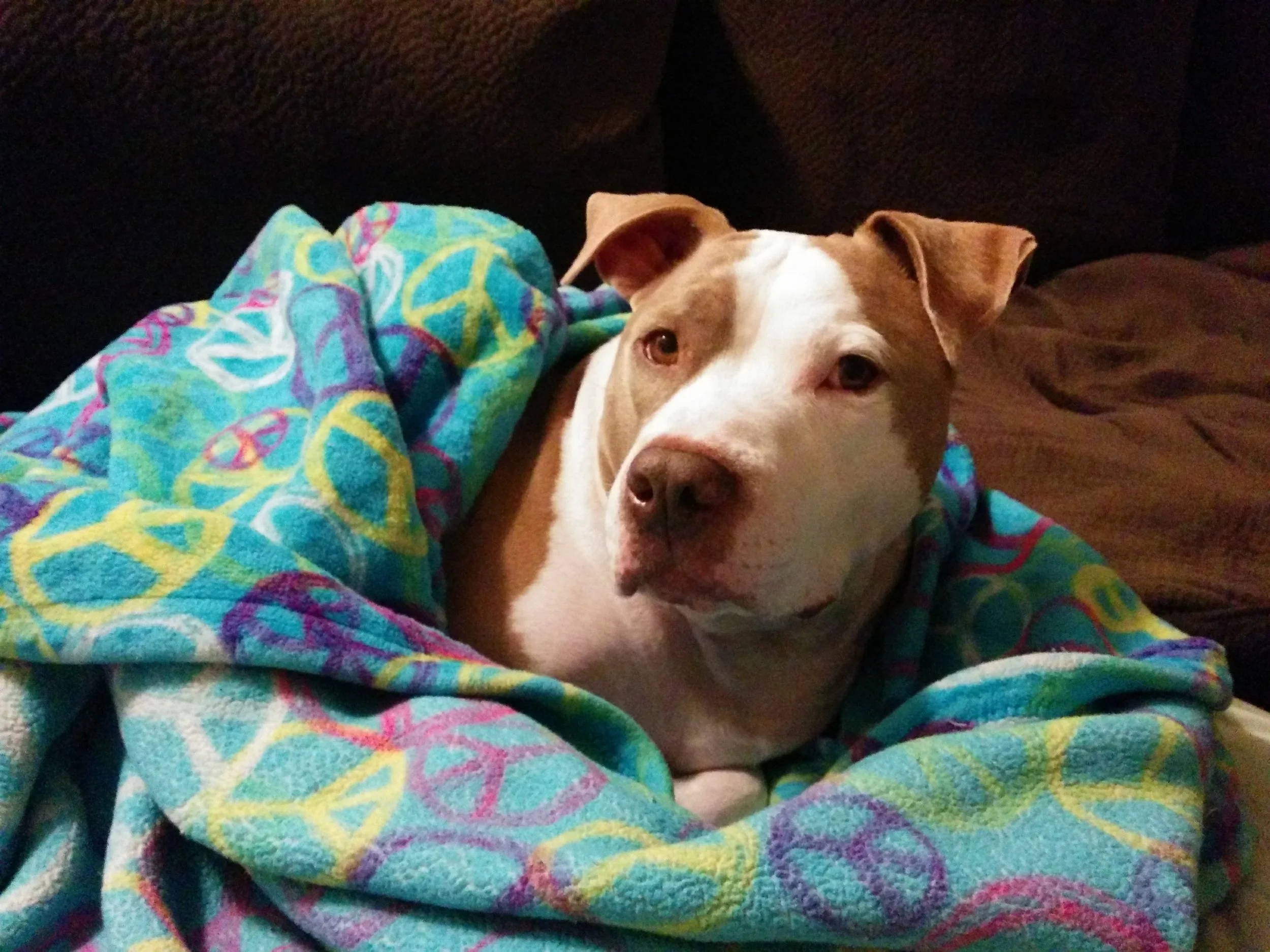 Animal Communication for End of Life and Deceased Pets with Michelle Hawk